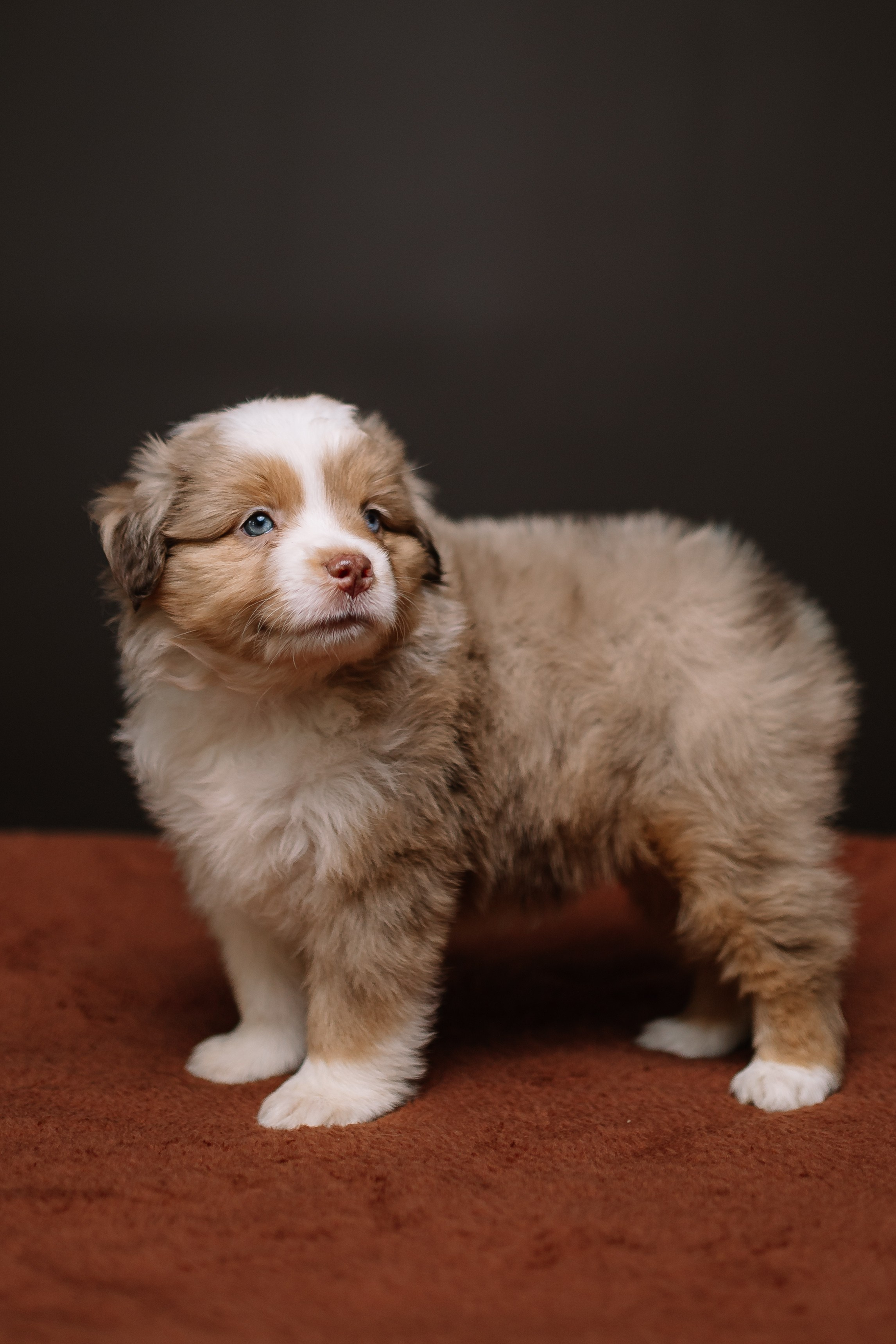 Щенки Миниатюрной американской овчарки. В студии. Фотограф Александра Кузнецова