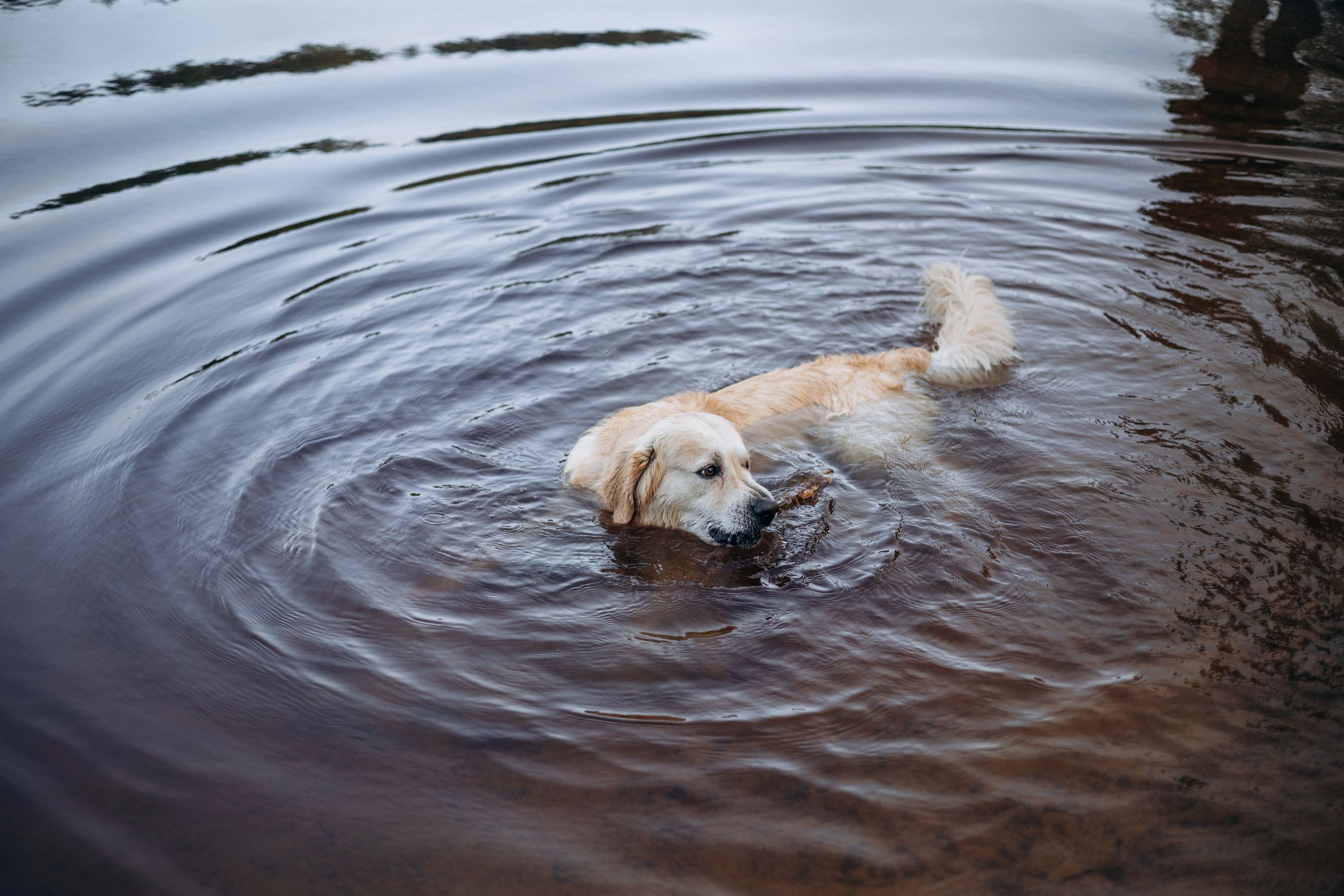 Лёва и его семья. Фотограф — Анималист | Санкт-Петербург