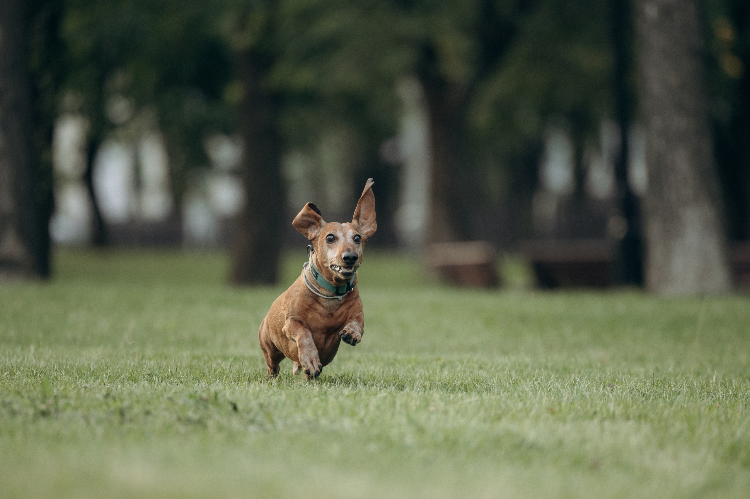 Минск. Алина и Сэм. Фотограф анималист в Казани Алина Сулейманова. Фотограф животных