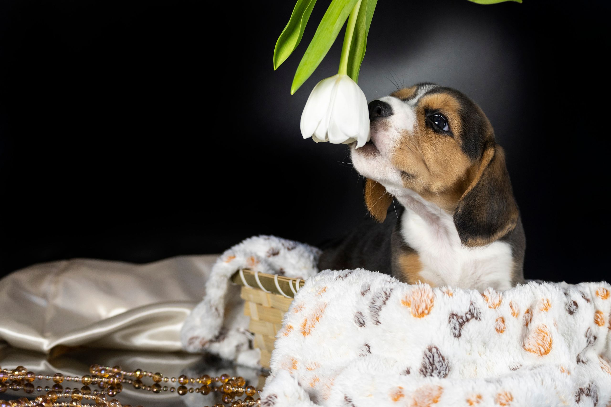 Фотограф анималист в Санкт-Петербурге Таша Крейв