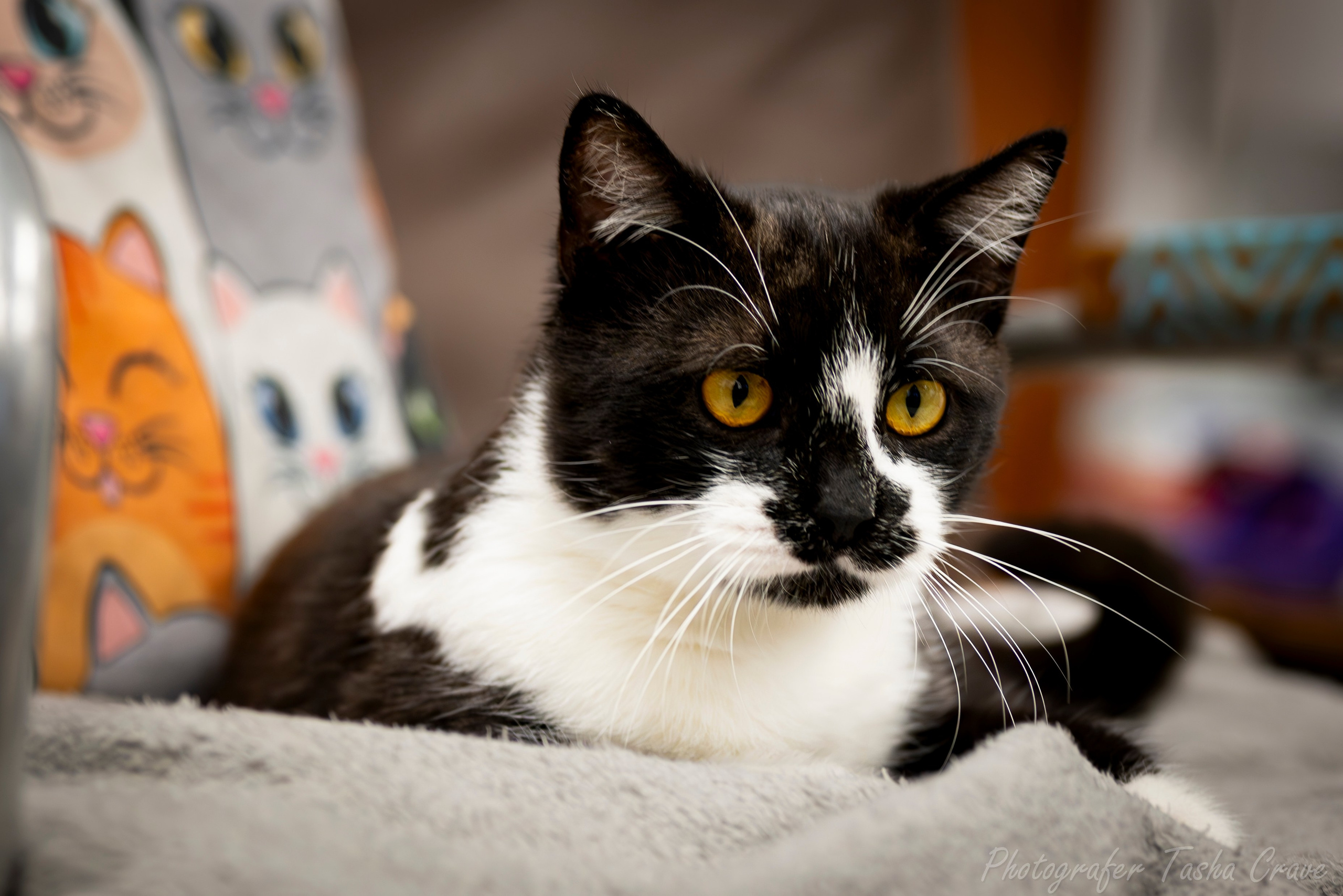 Приют для котиков "Убежище". Фотограф анималист в Санкт-Петербурге Таша Крейв