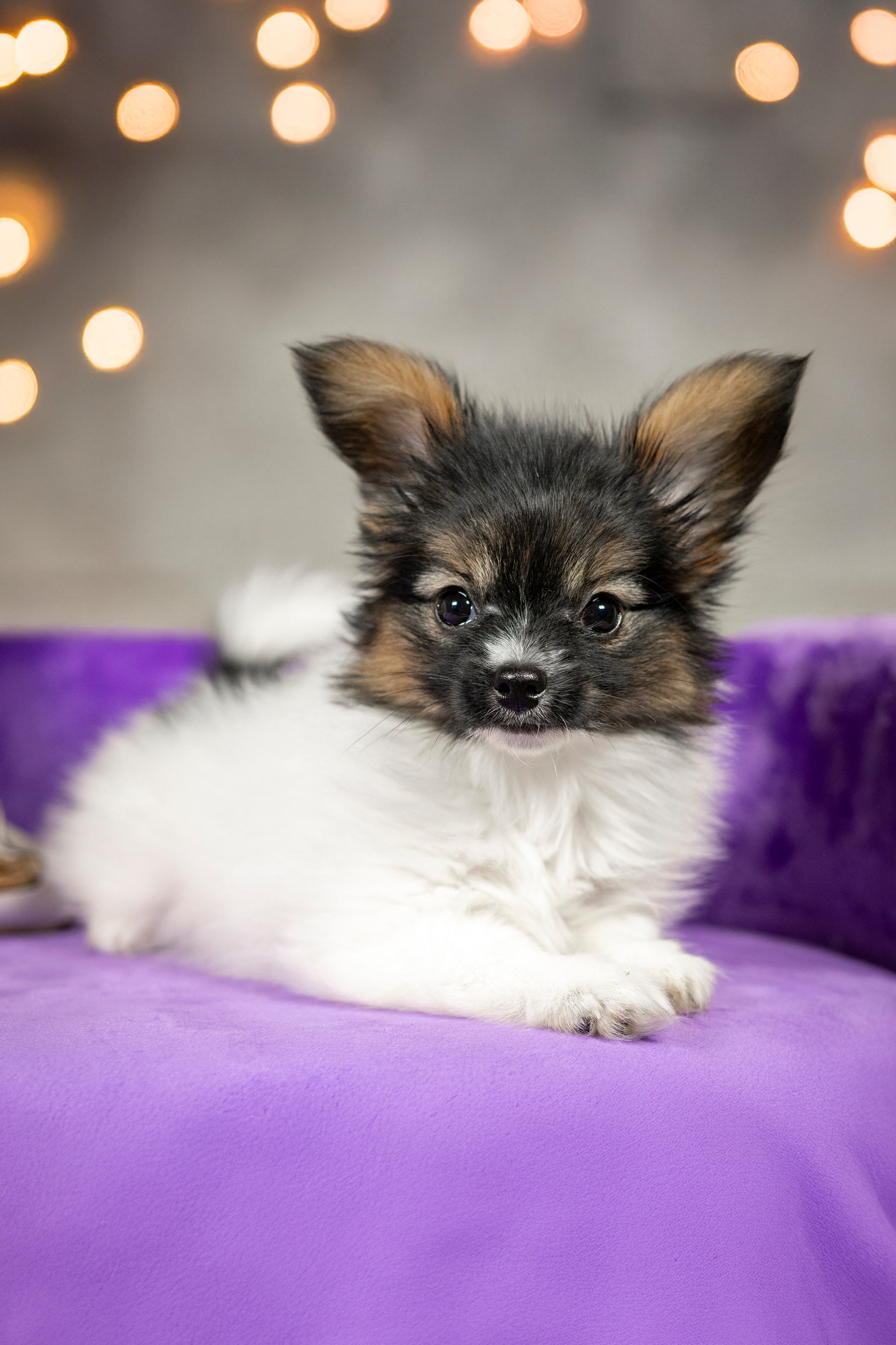 Щенки Папильона. Фотограф анималист в Санкт-Петербурге Таша Крейв
