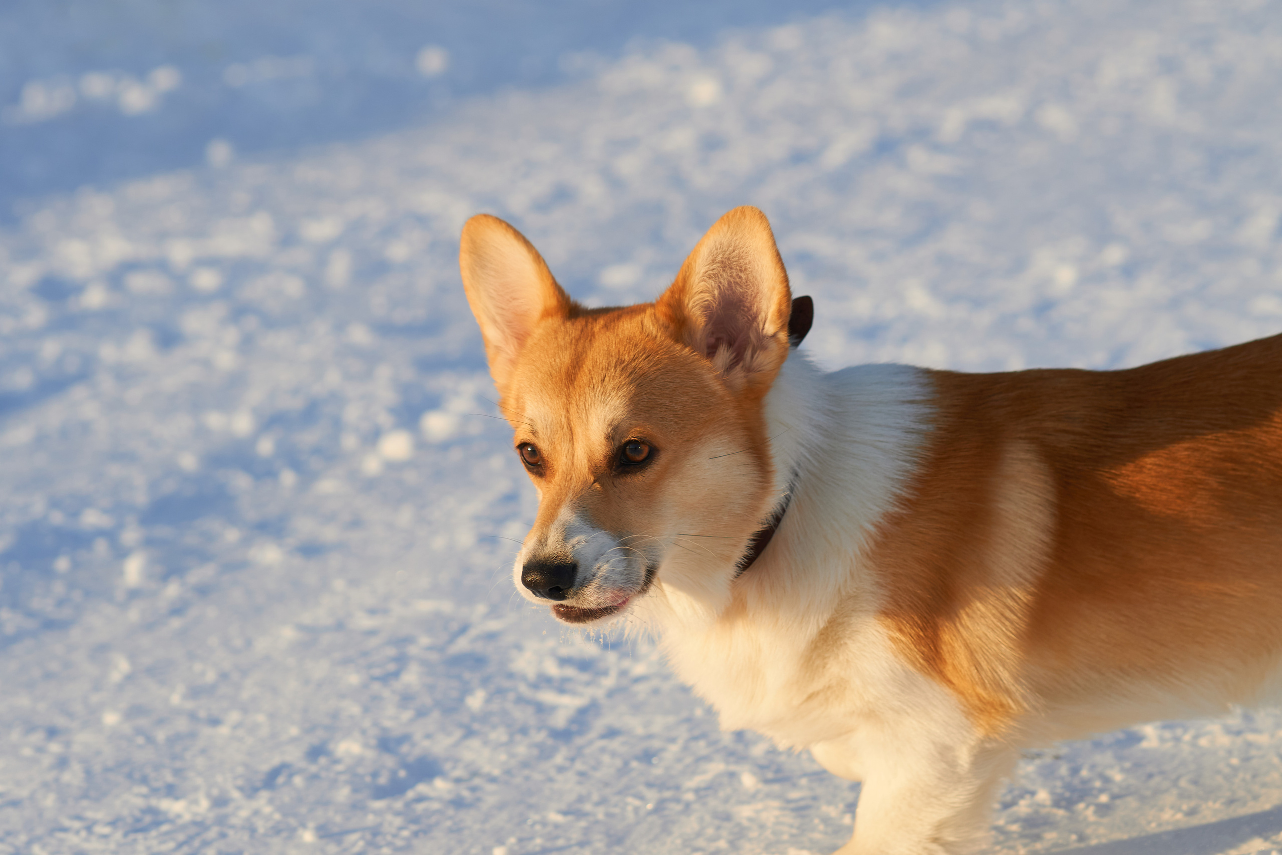 Вельш Корги Пемброк