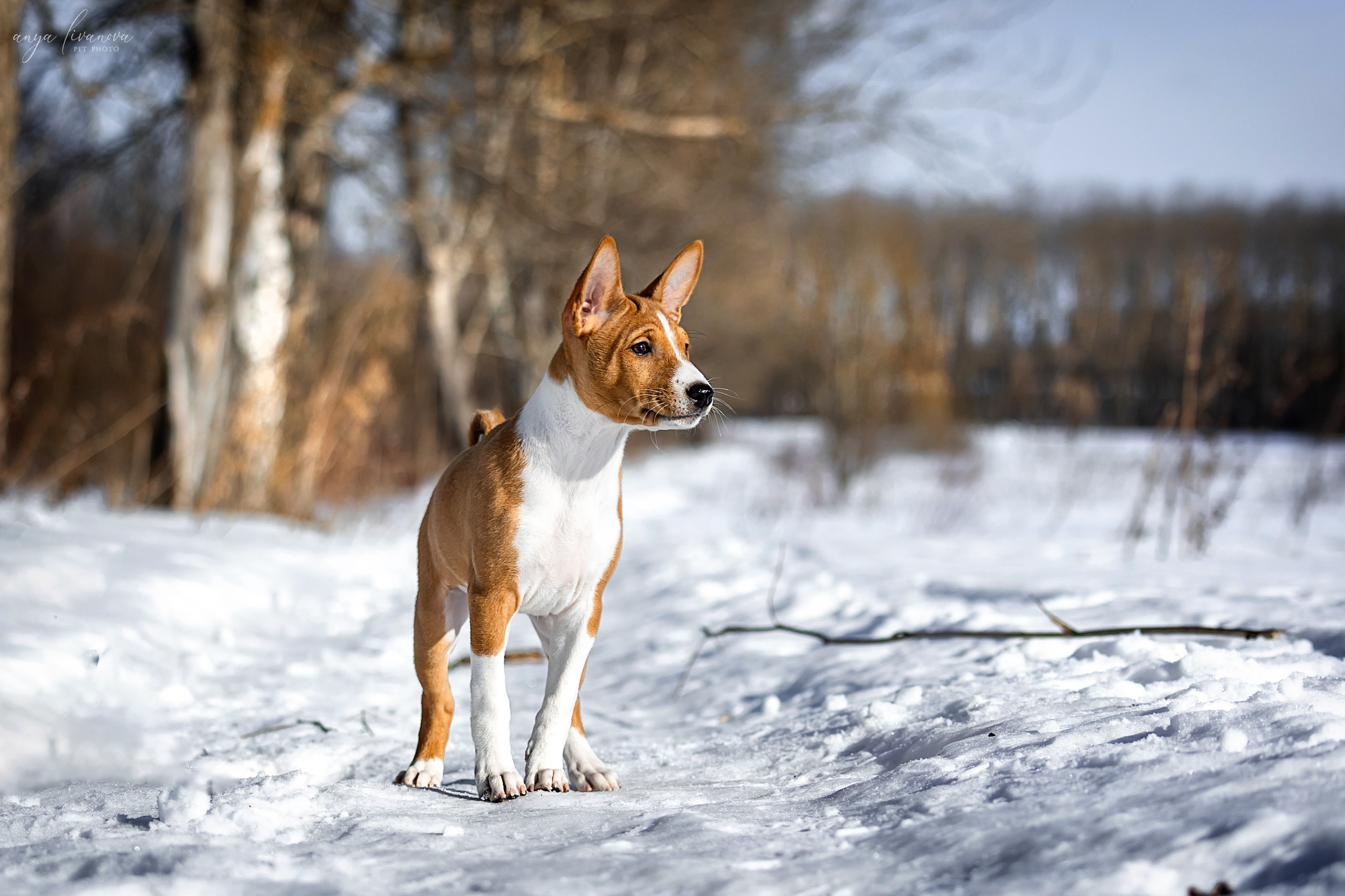 Балу. Фотограф анималист Аня Ливанова | Рыбинск