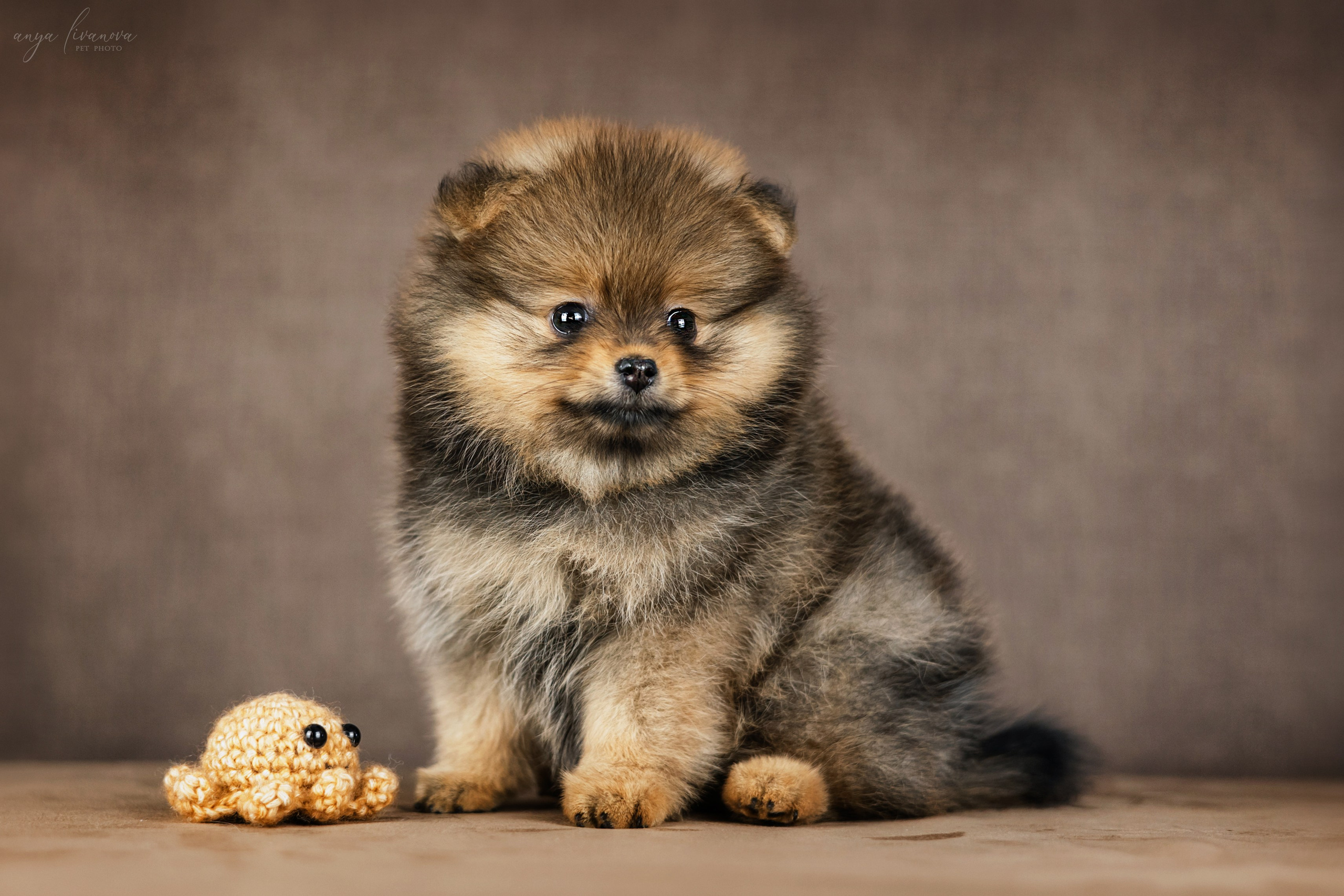 Шпицули. Фотограф анималист Аня Ливанова | Рыбинск