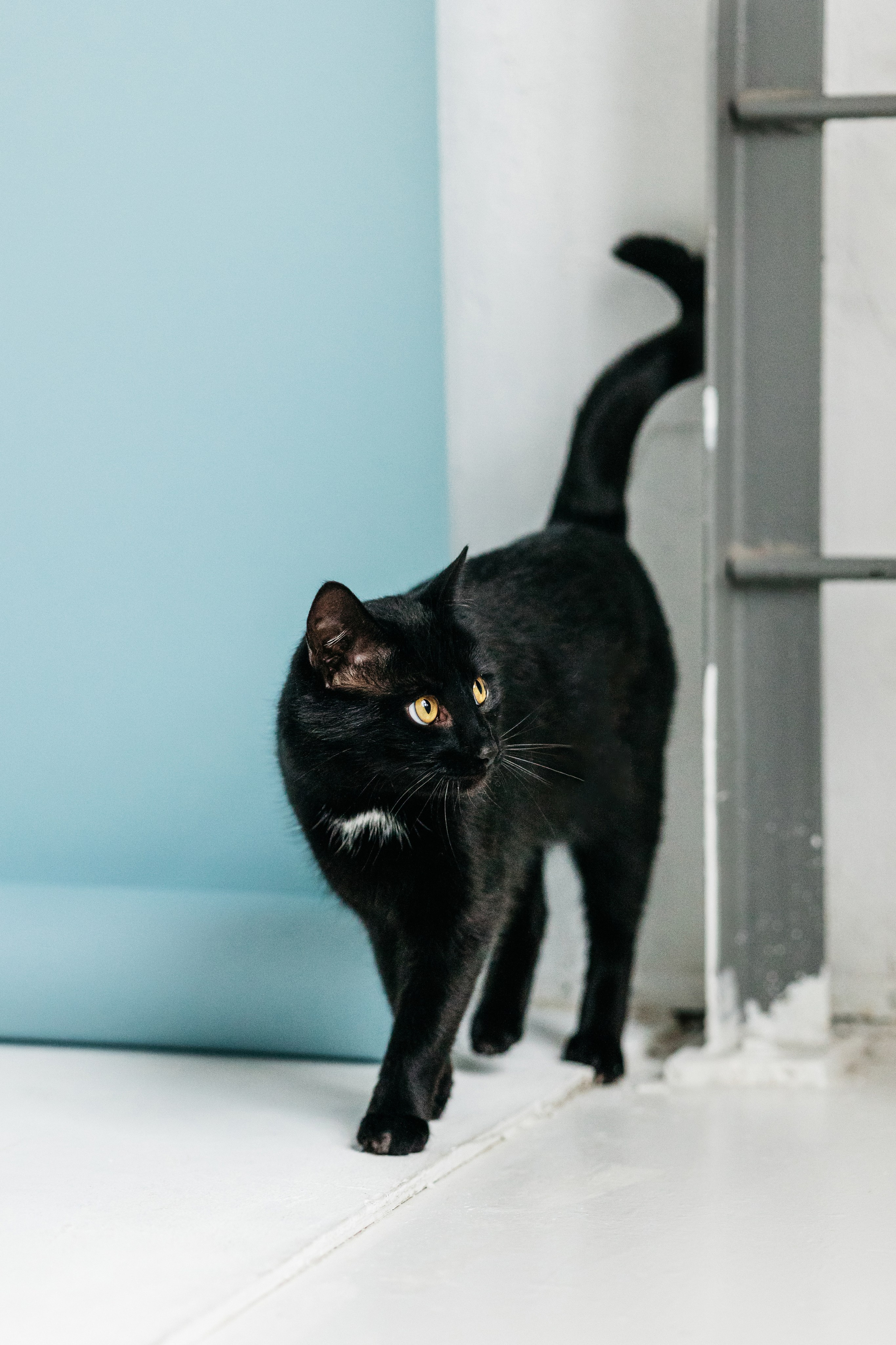 Кузя. Фотограф-анималист Елена Радченко, Москва