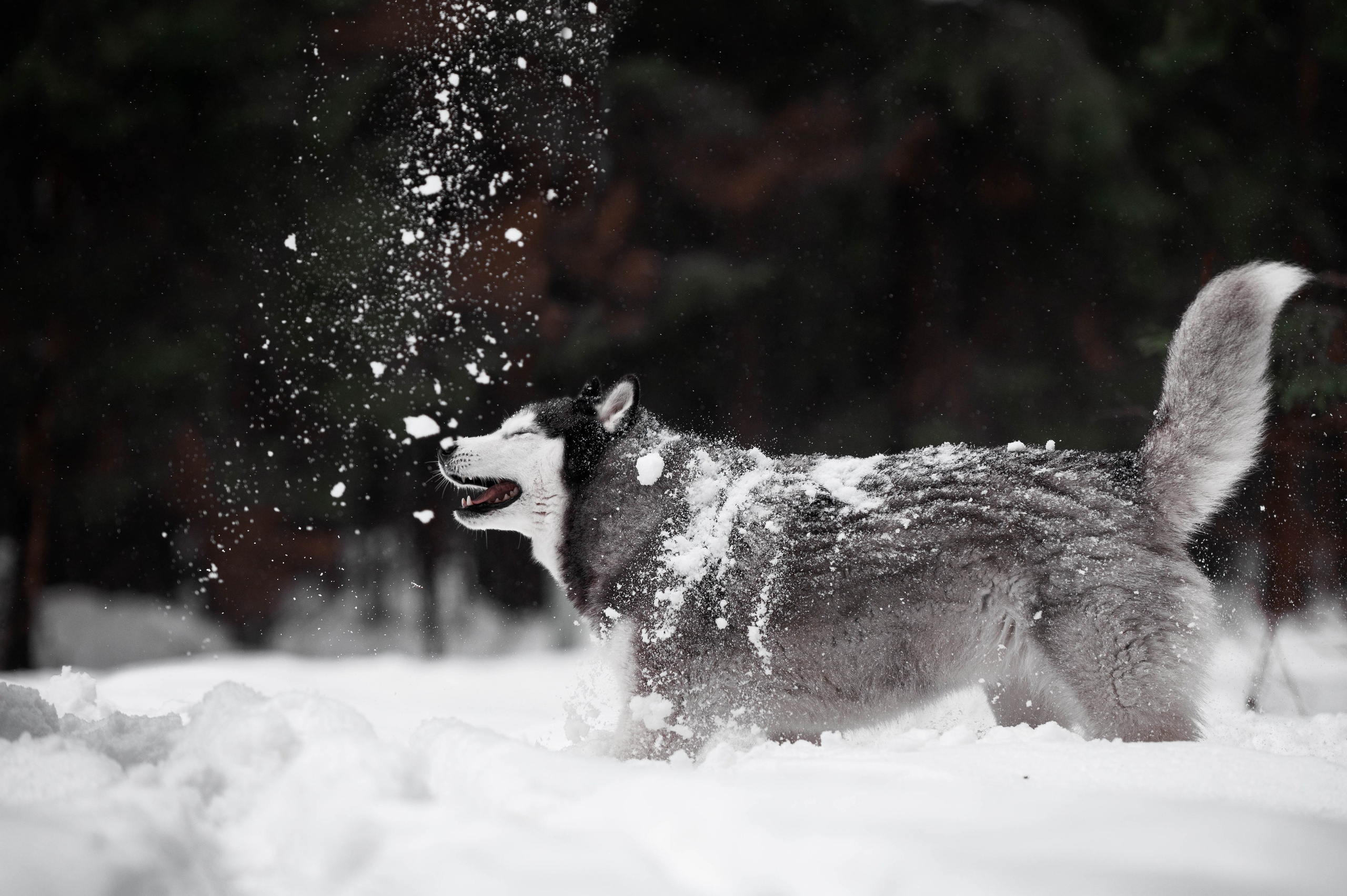 Шанель. Фотограф-анималист
