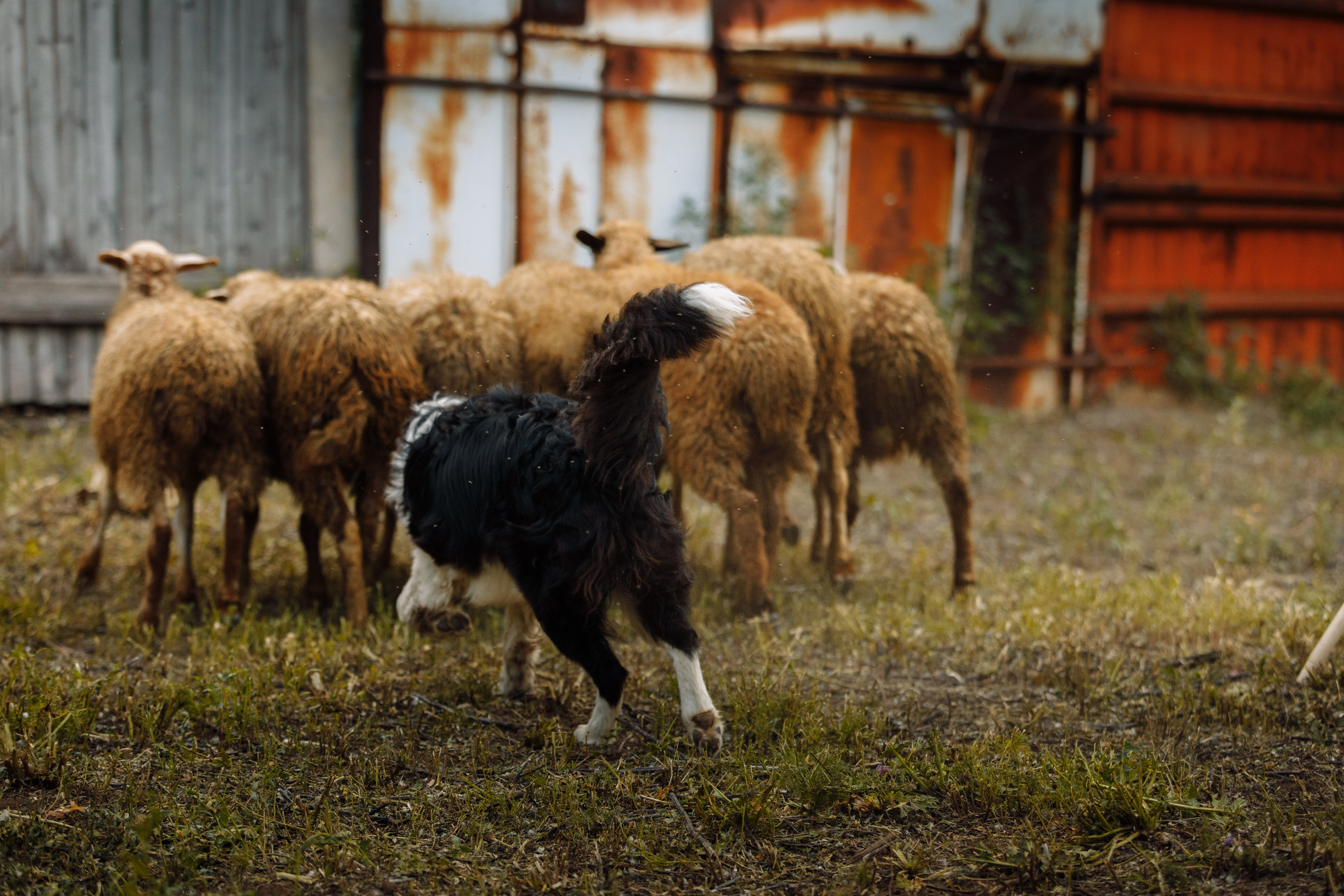Овечий день. О нас