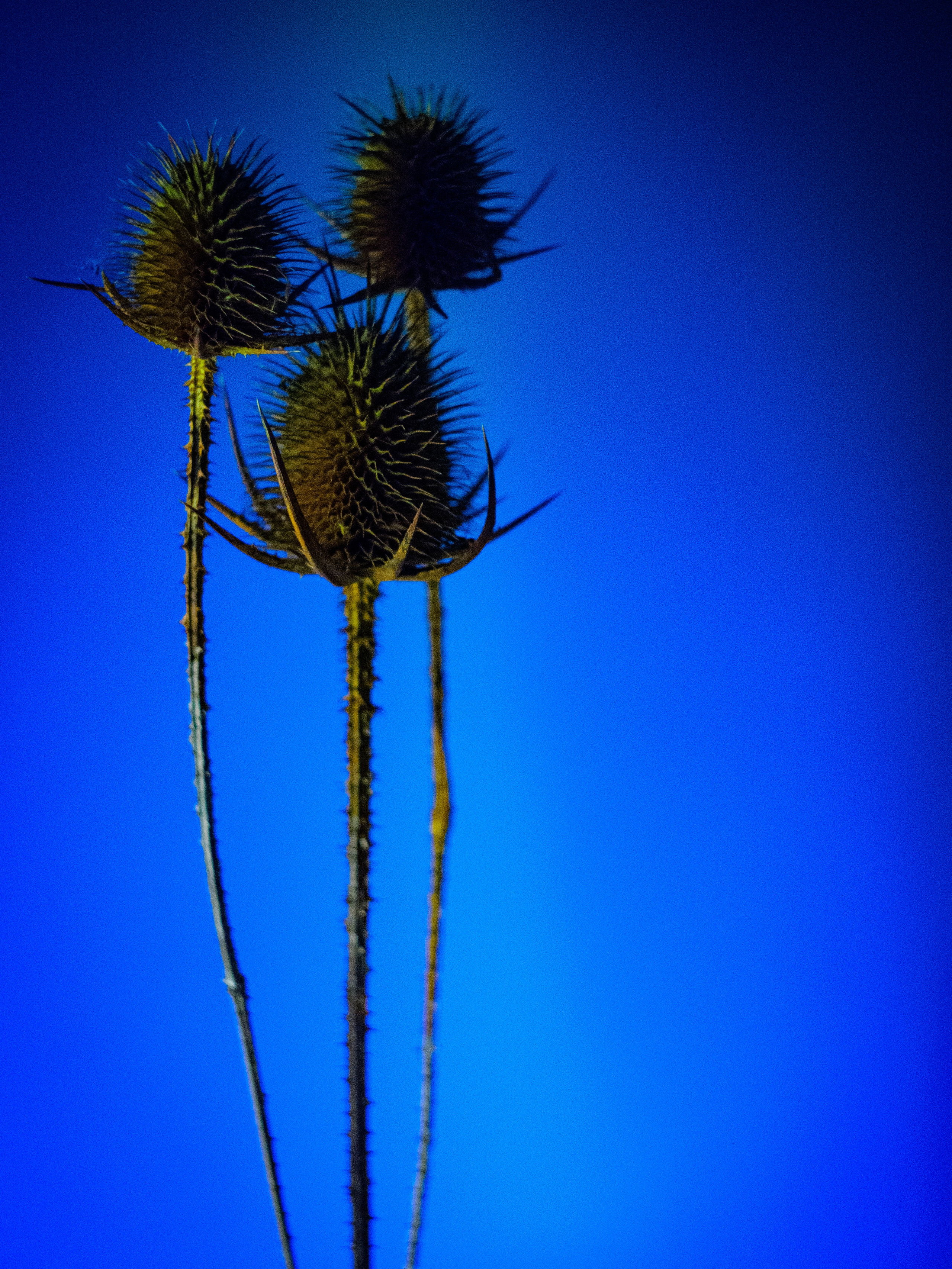 Dried thistle. Photographer Zoya Smirnova