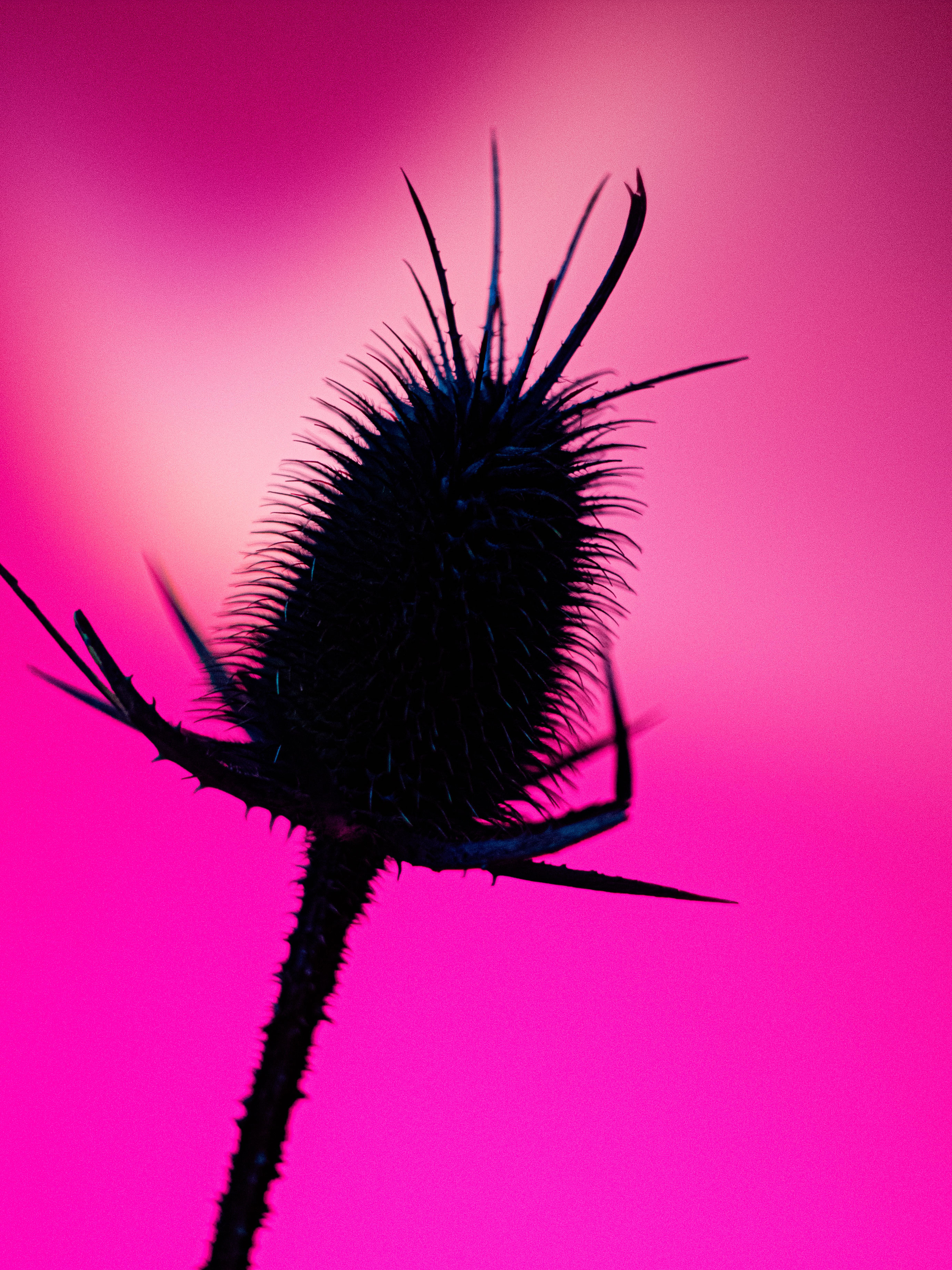 Dried thistle. Photographer Zoya Smirnova