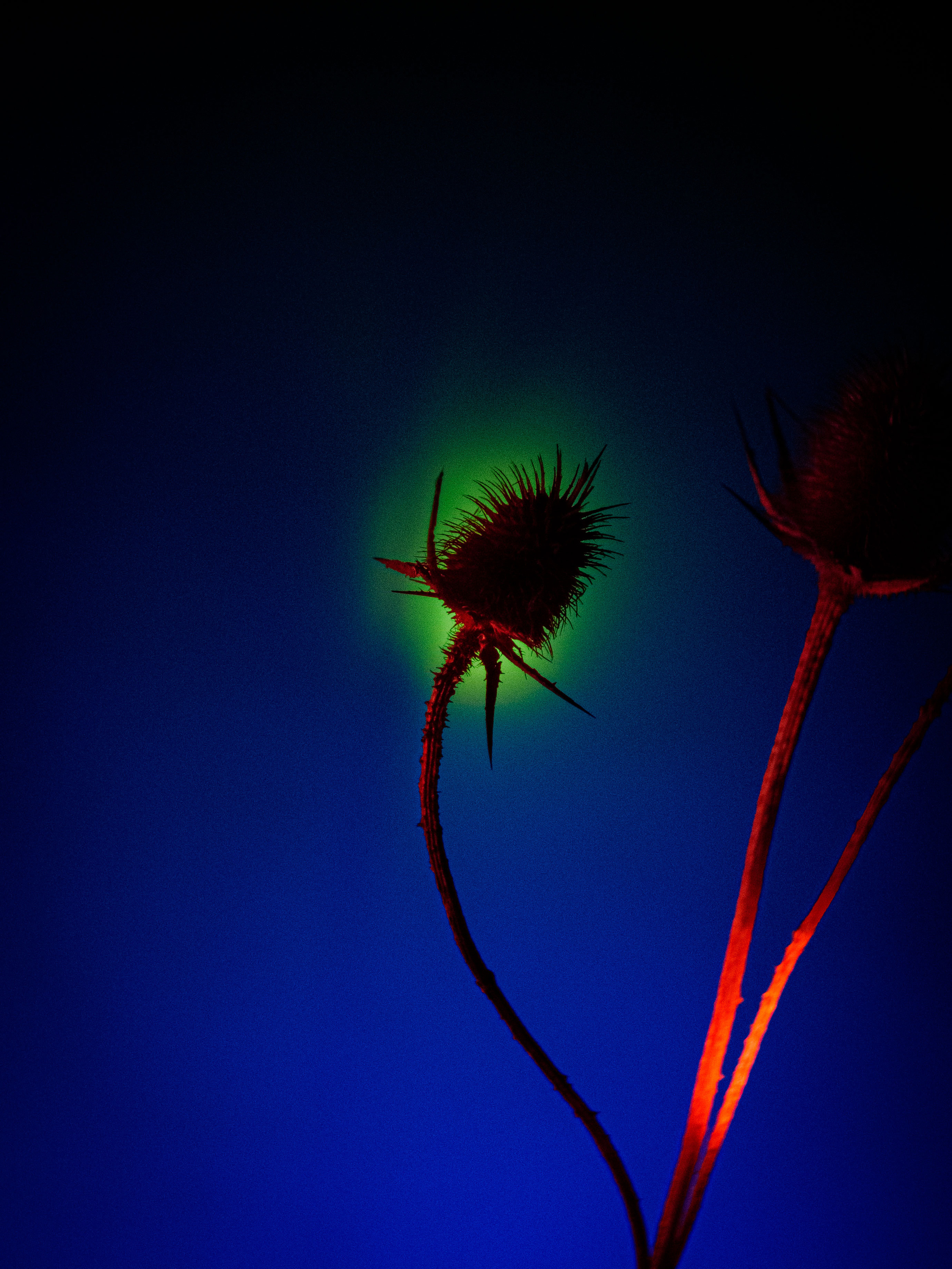 Dried thistle. Photographer Zoya Smirnova