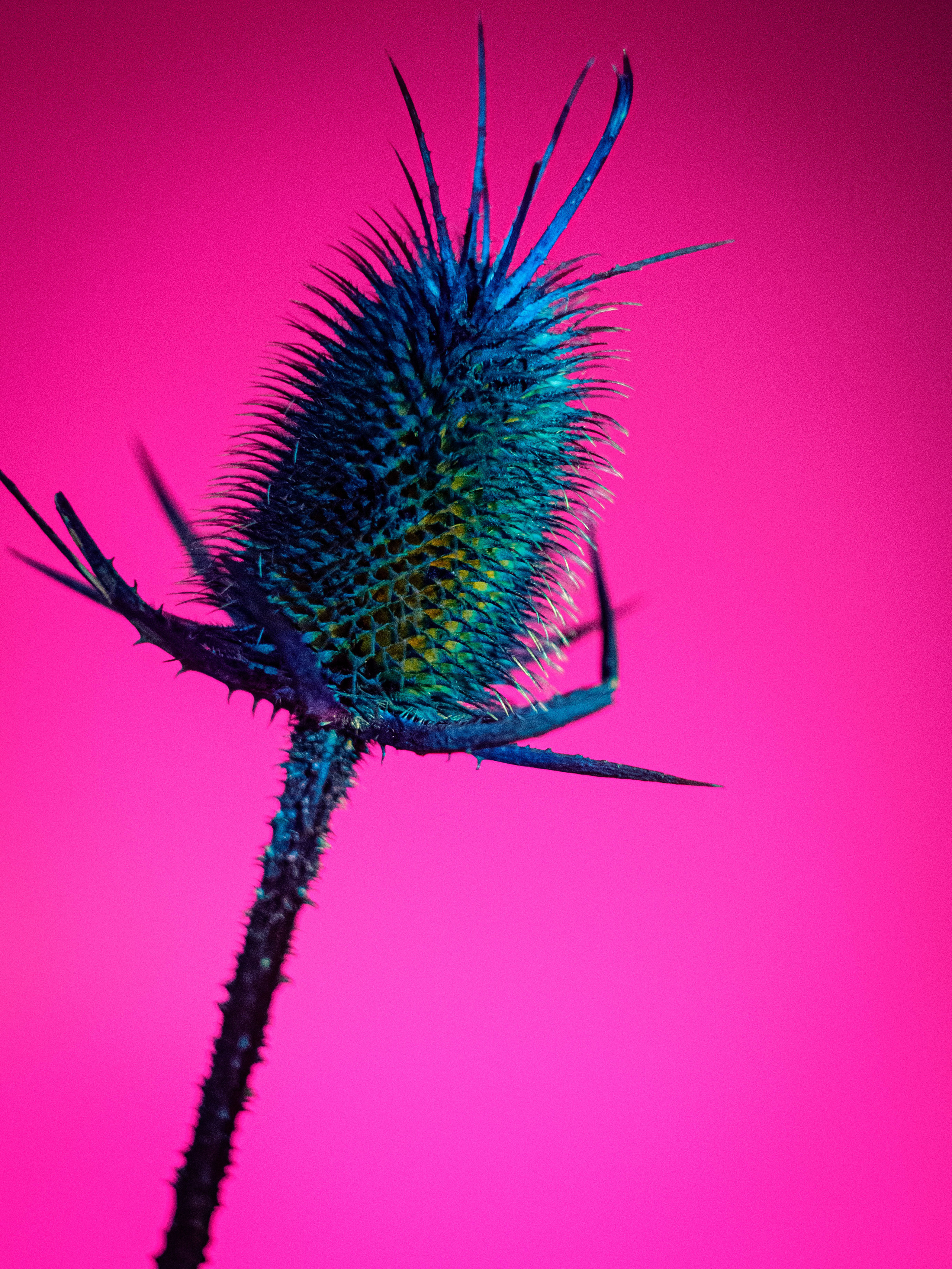 Dried thistle. Photographer Zoya Smirnova