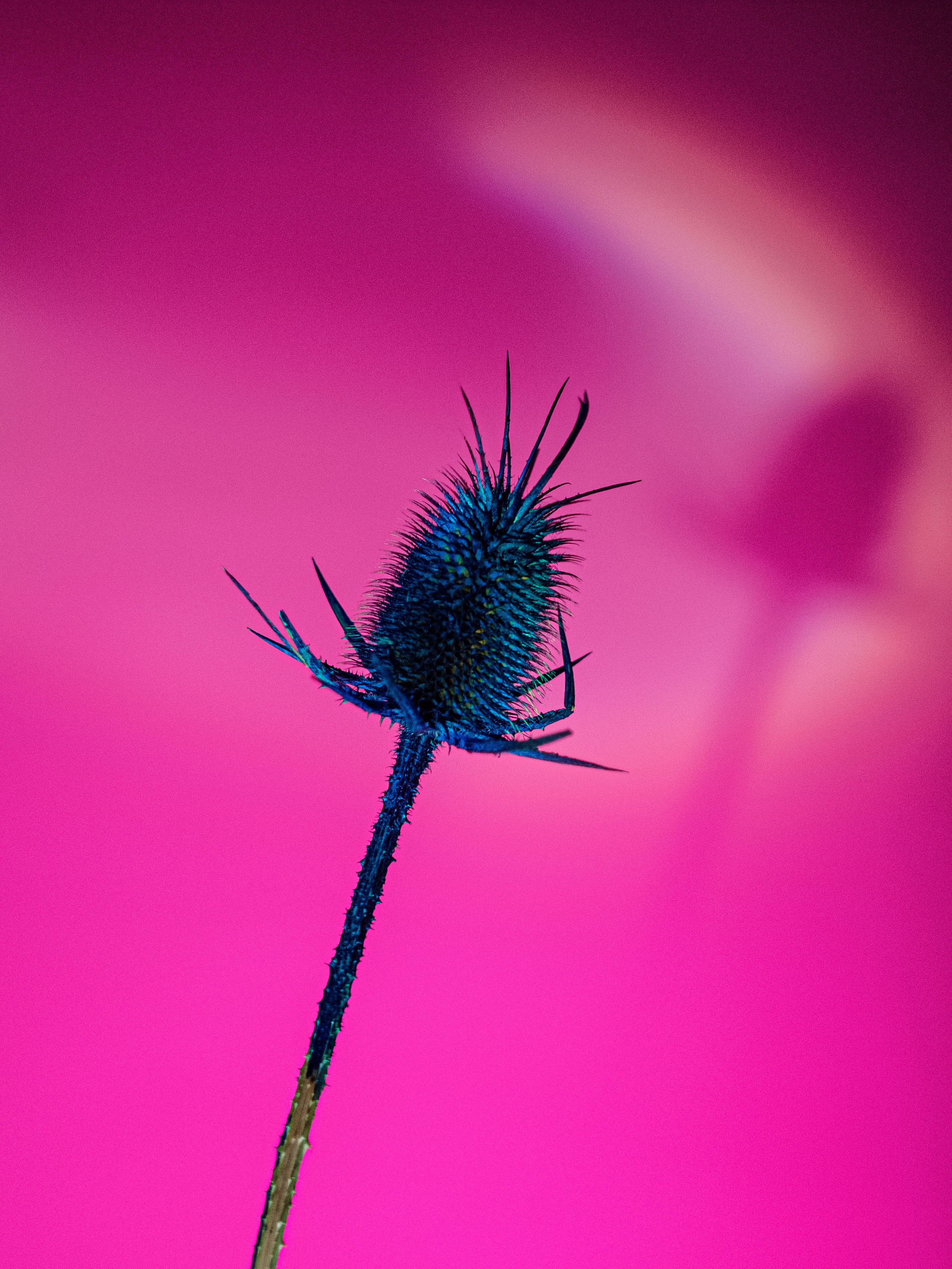 Dried thistle. Photographer Zoya Smirnova