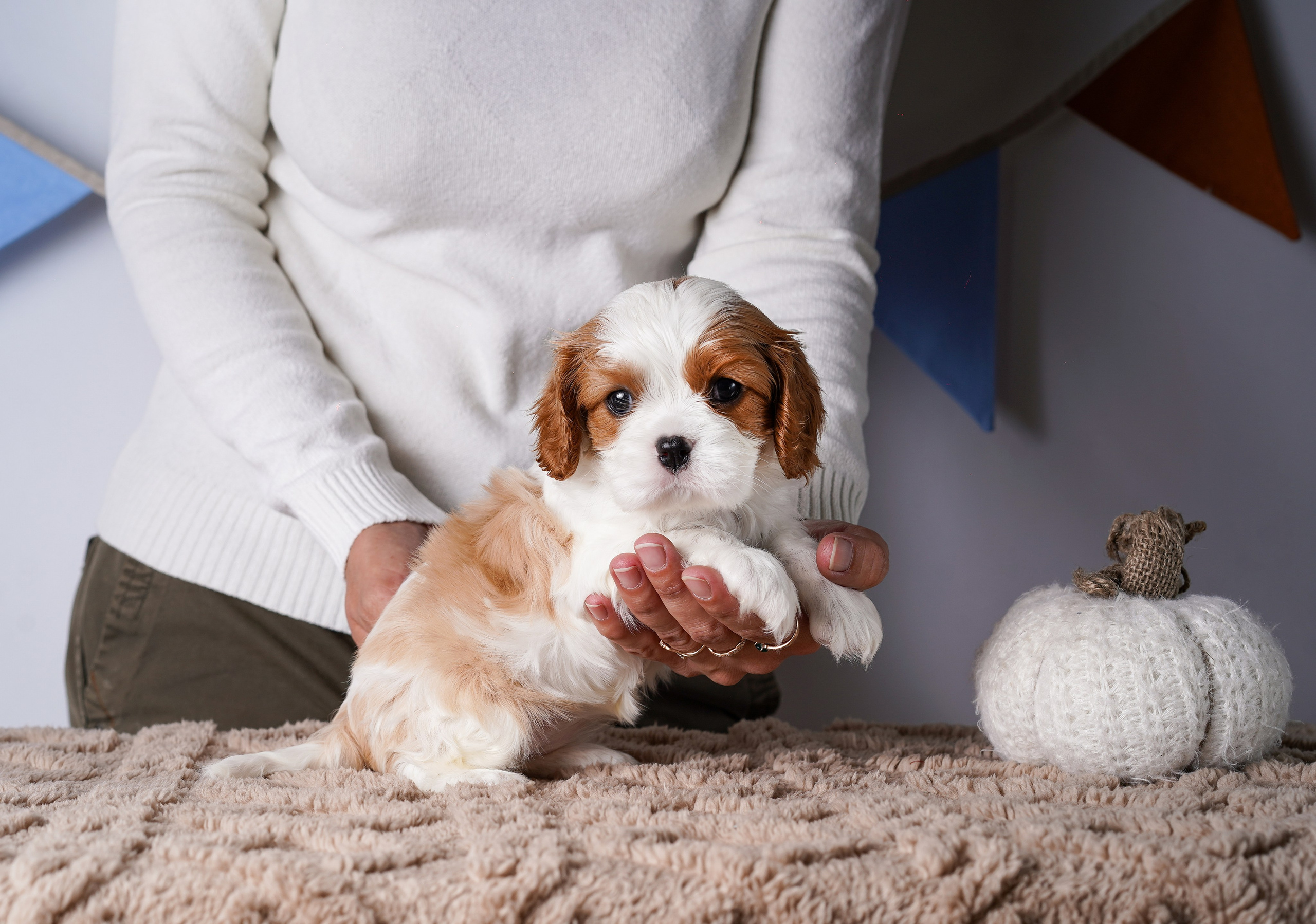 Щенки кавалер кинг чарльз спаниеля. Фотограф-анималист в Санкт-Петербурге Яна Мартынова