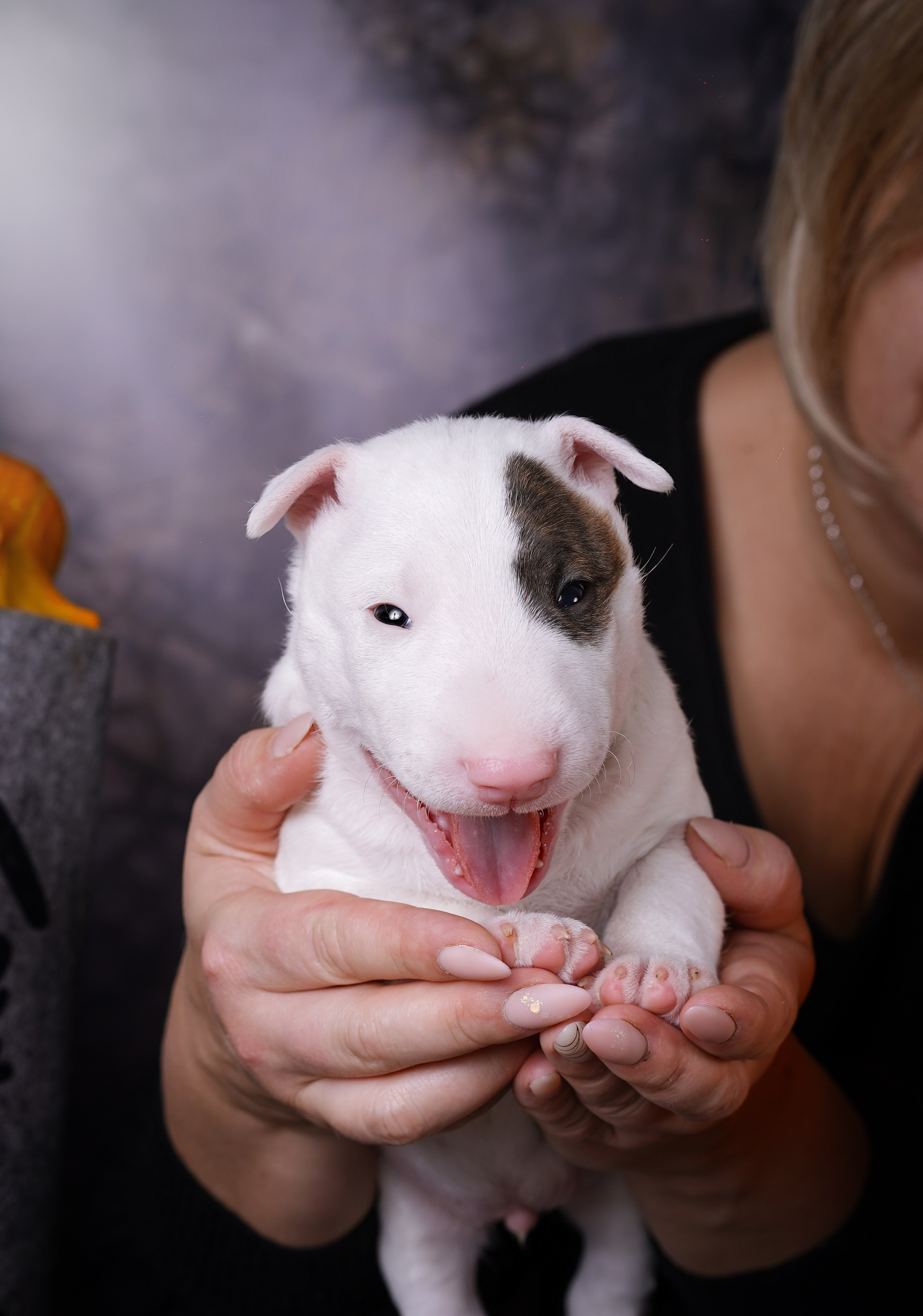 Щенки минибультерьера. Фотограф-анималист в Санкт-Петербурге Яна Мартынова
