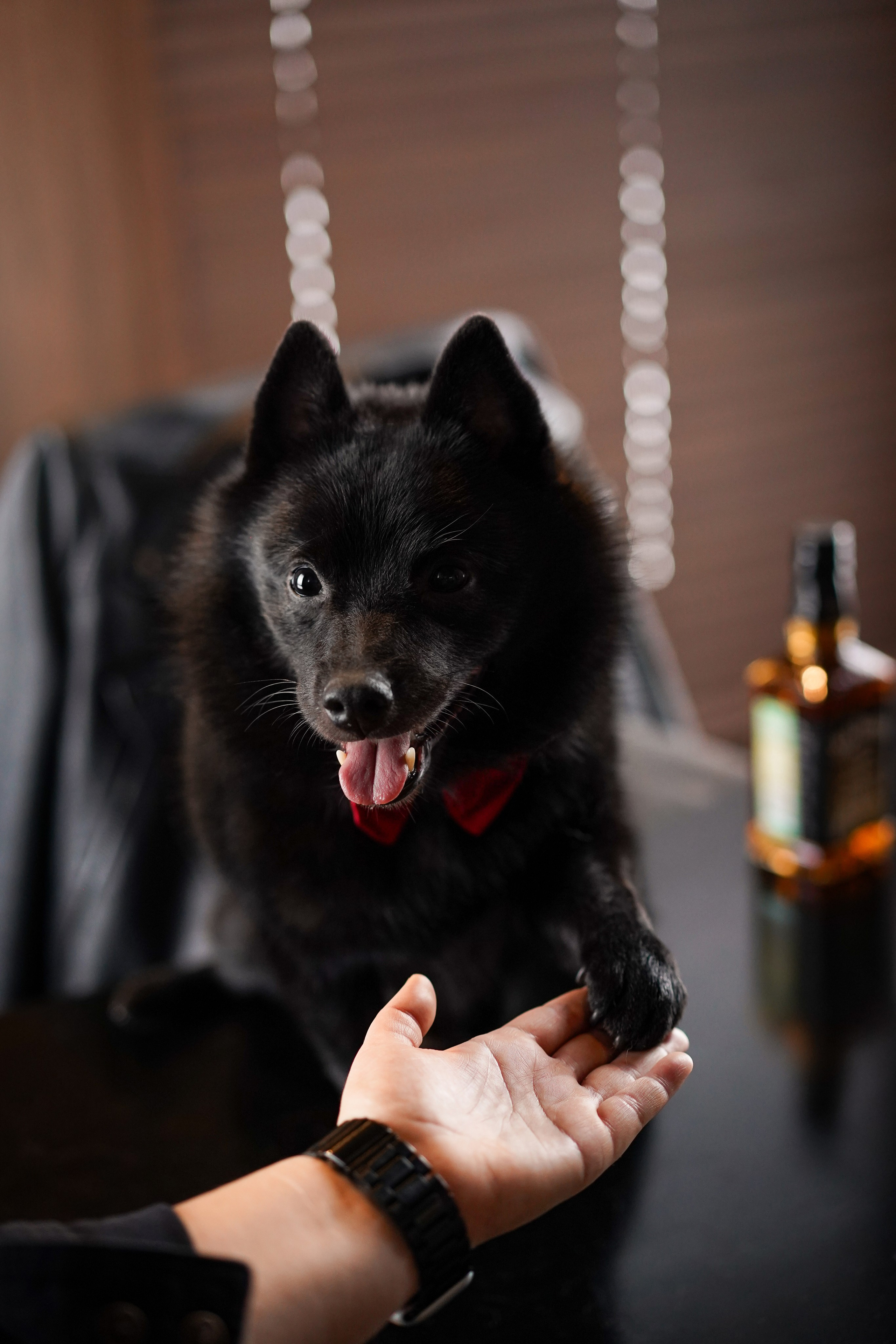 Аня и Майкл. Фотограф-анималист в Санкт-Петербурге Яна Мартынова