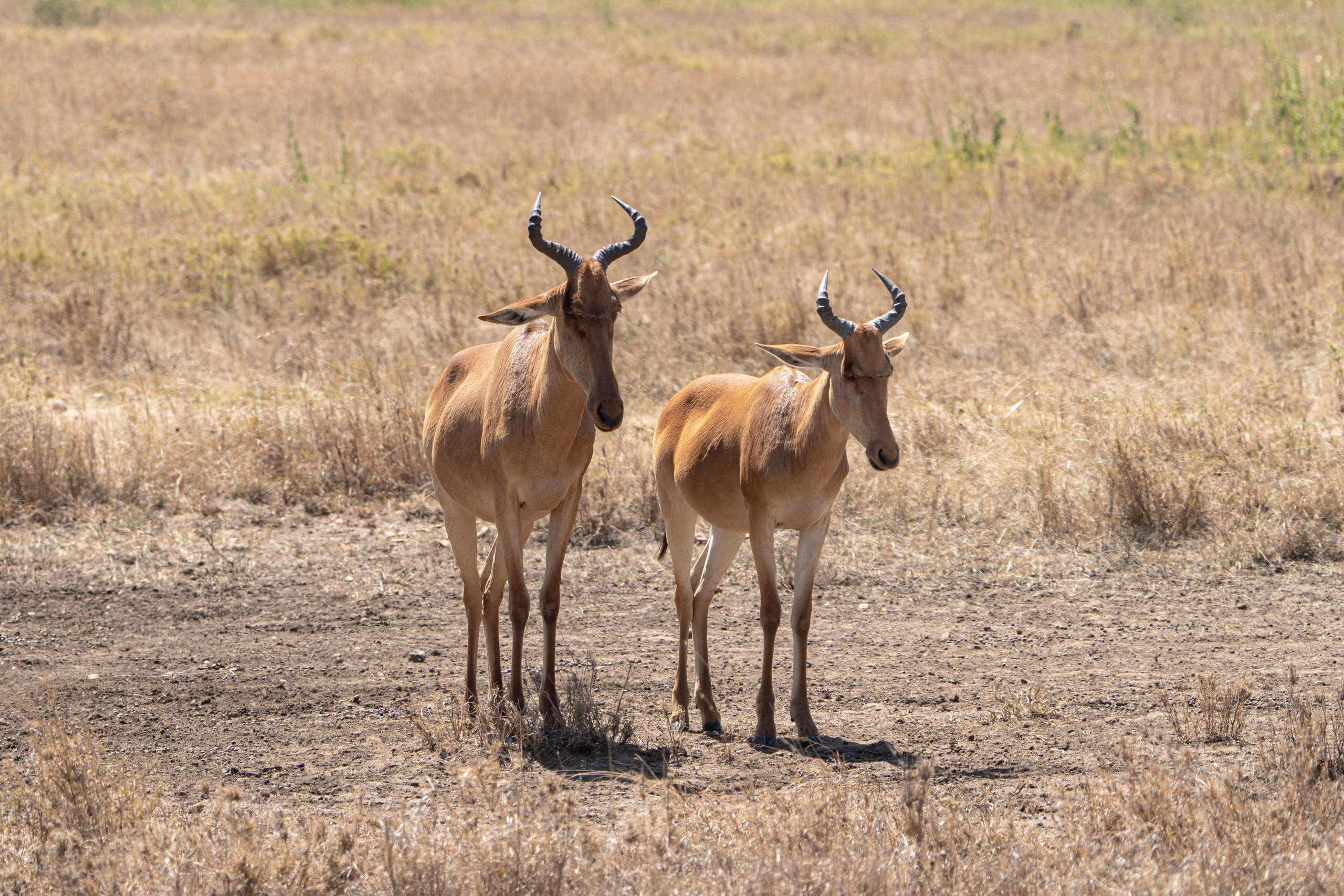 Танзания, сафари, 2025. Творческие сьемки
