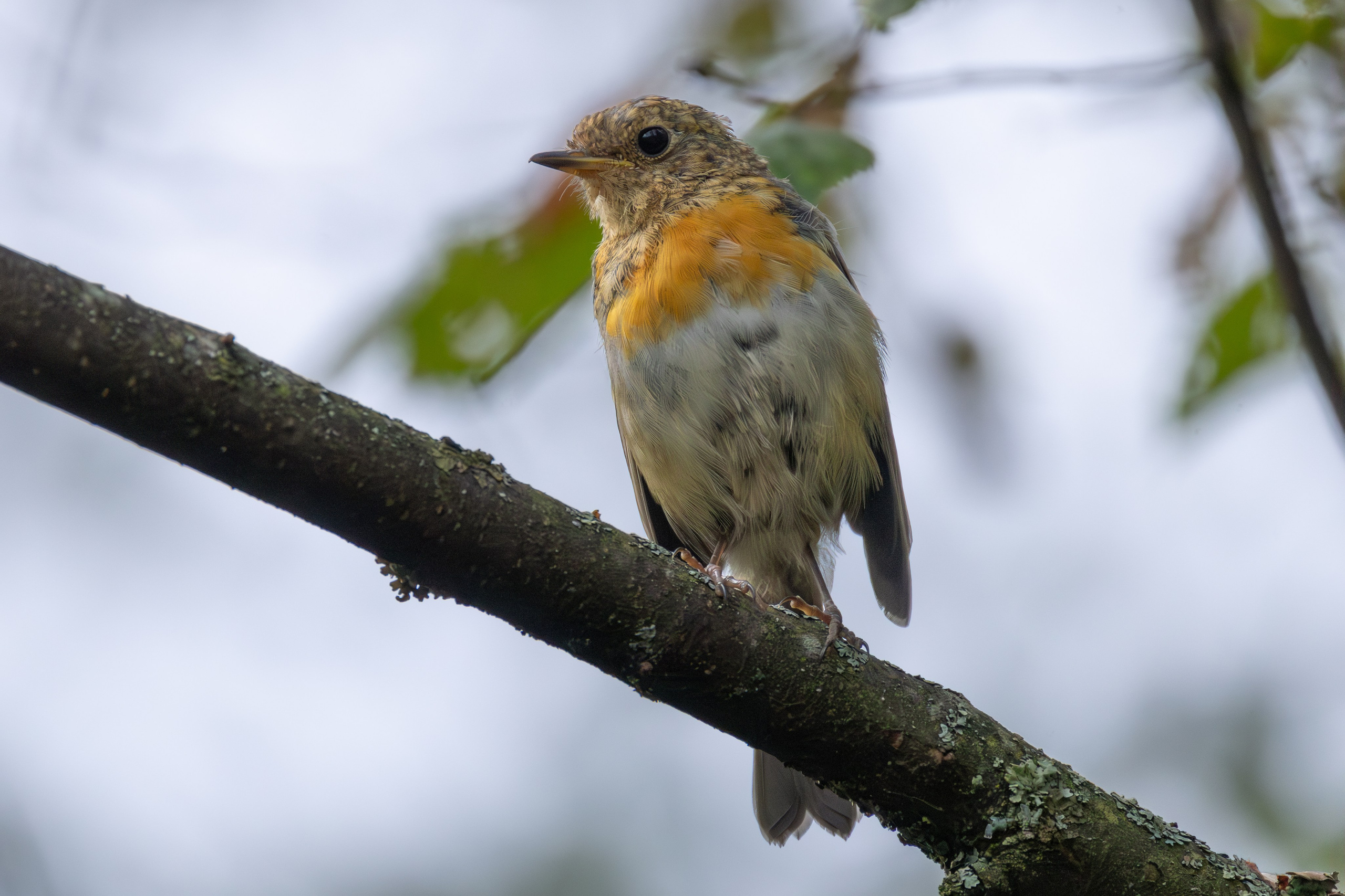 Птицы СНТ «Подлесье». Птицы парков г. Люберцы