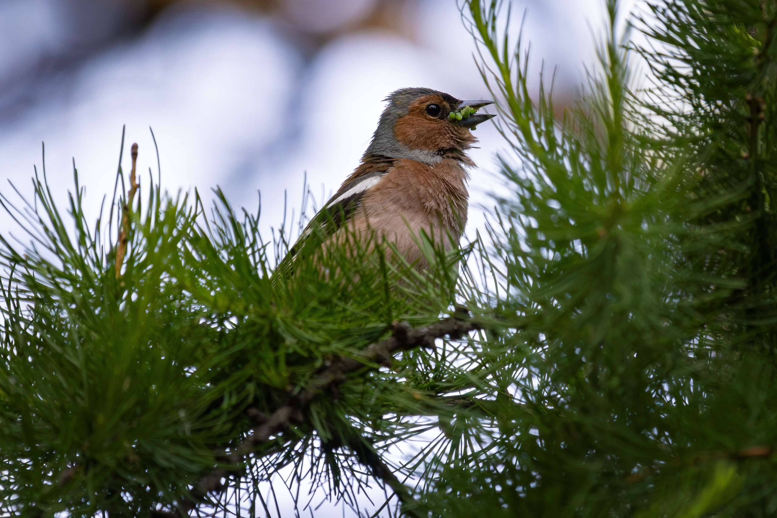 Зяблик,  г. Люберцы, парк "Наташинский" Снято на Canon EOS R8, RF 600 mm f11.