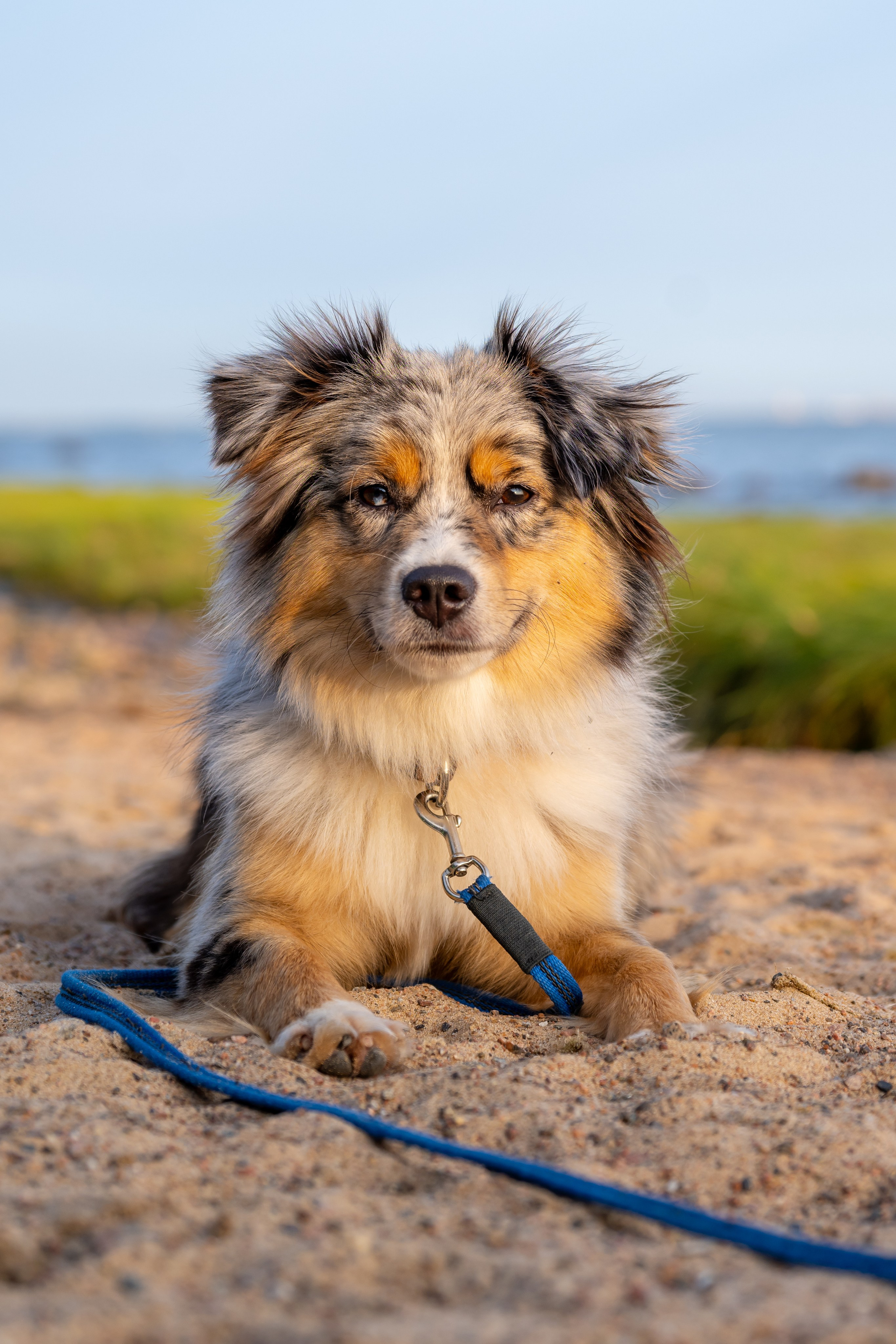 Портреты питомцев. Фотограф в Санкт-Петербурге Александра Ладыгина