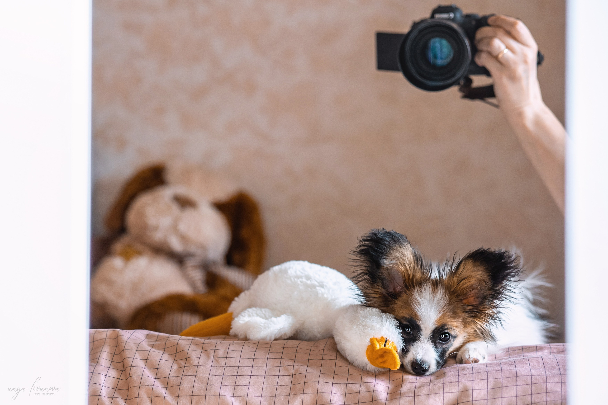 Хьюстон. Фотограф анималист Аня Ливанова | Рыбинск