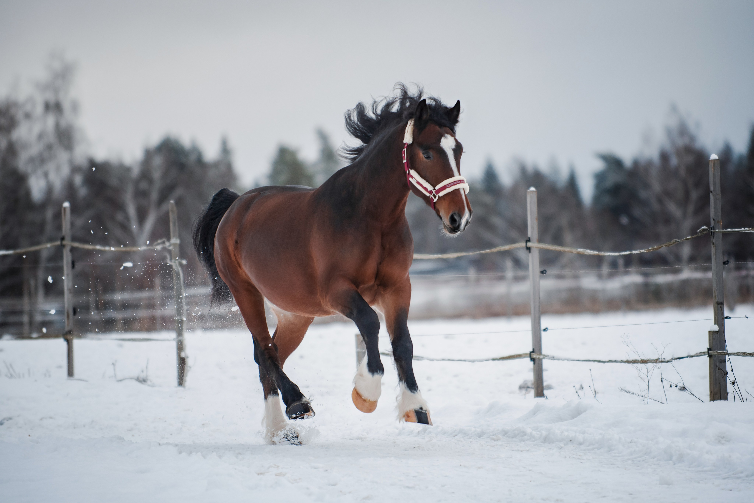 Зимний Настасьин табун. Куракина Дарья • Конный фотограф
