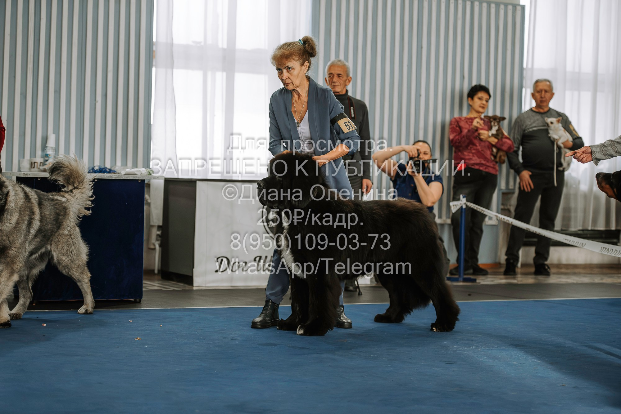 Выставка собак Красноярск 29.10.2023. Фотограф Диана Оленина Красноярск / Братск
