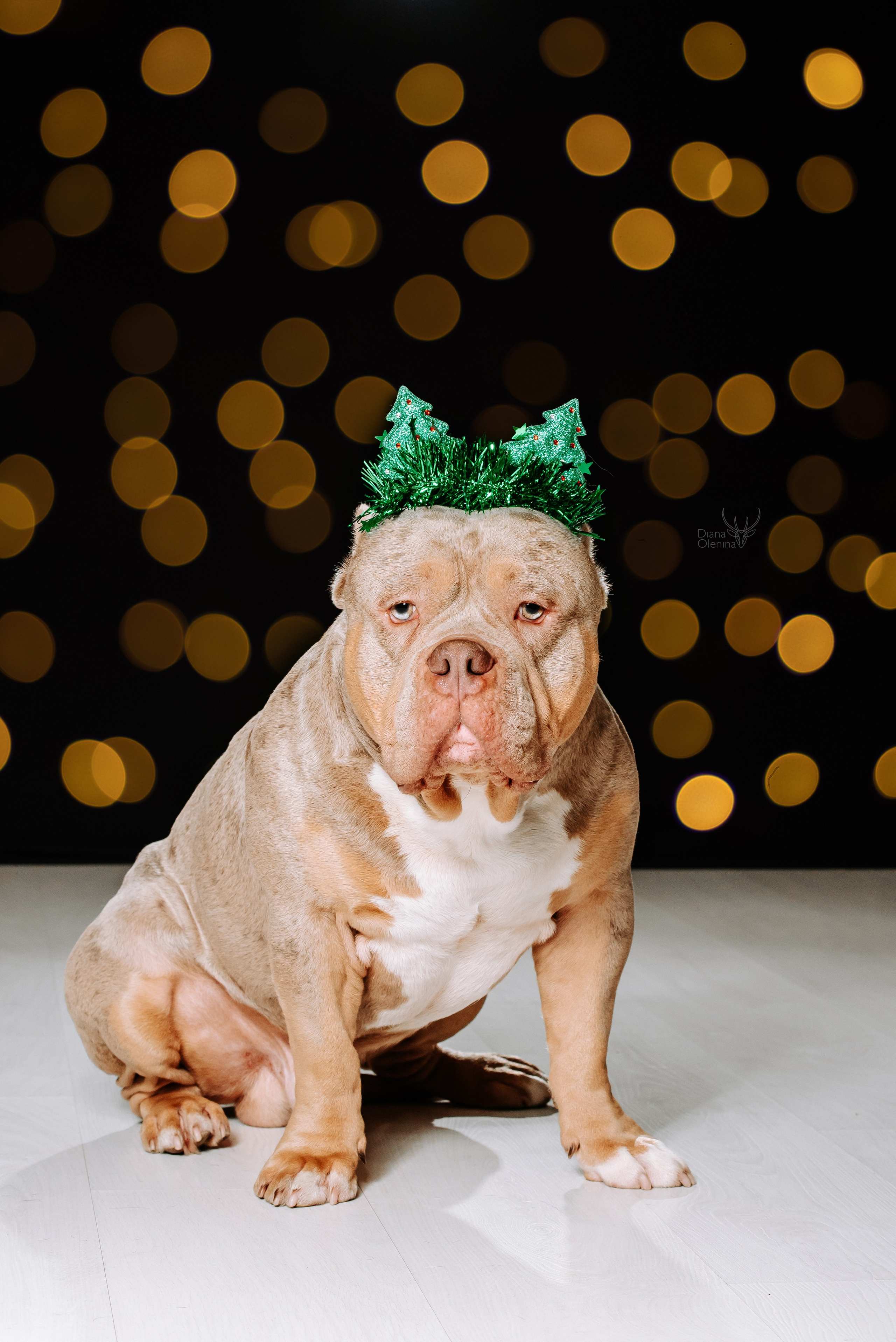 Собаки фоны. Фотограф Диана Оленина Красноярск / Братск