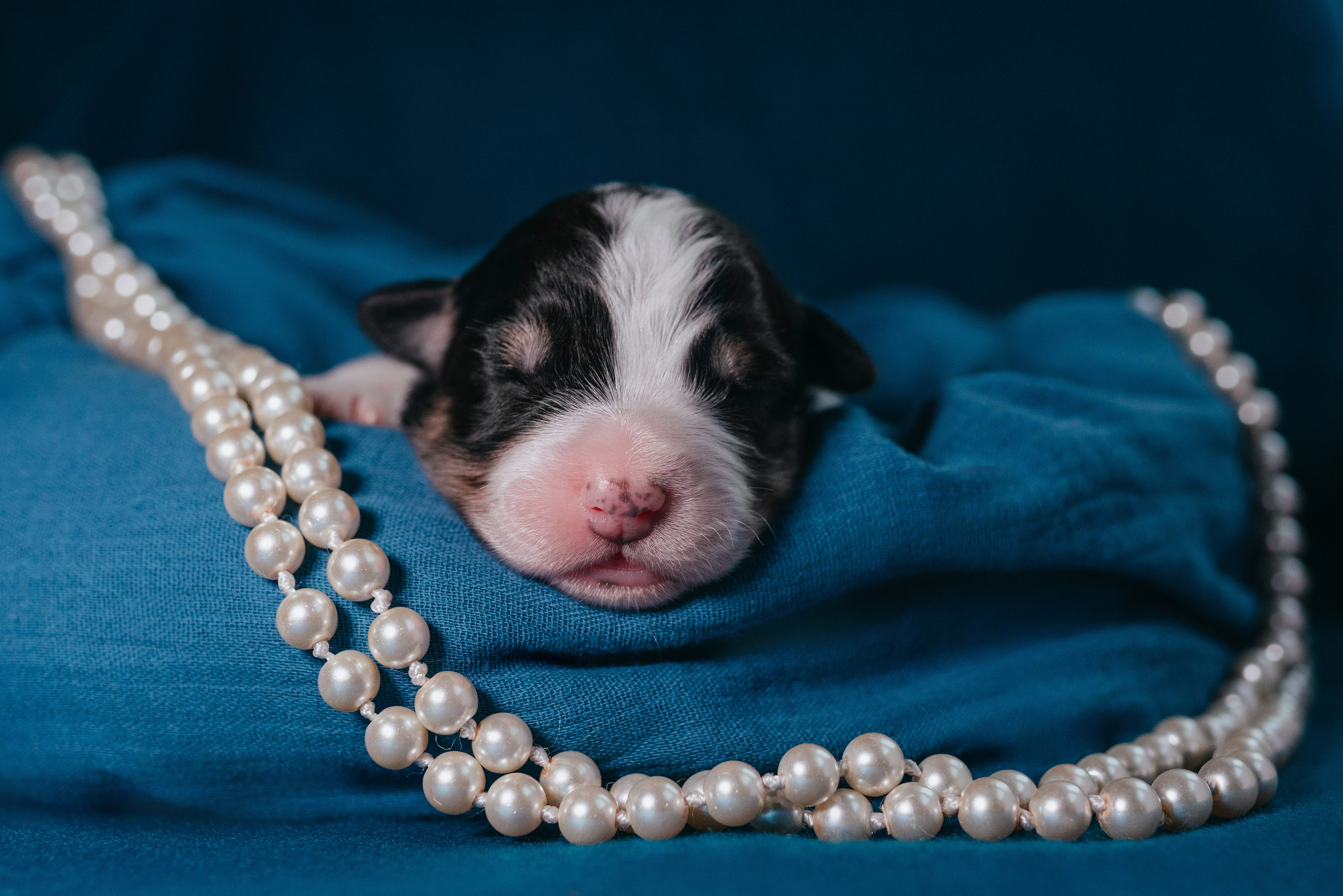 Аусси. Фотограф анималист Осипчикова Мария