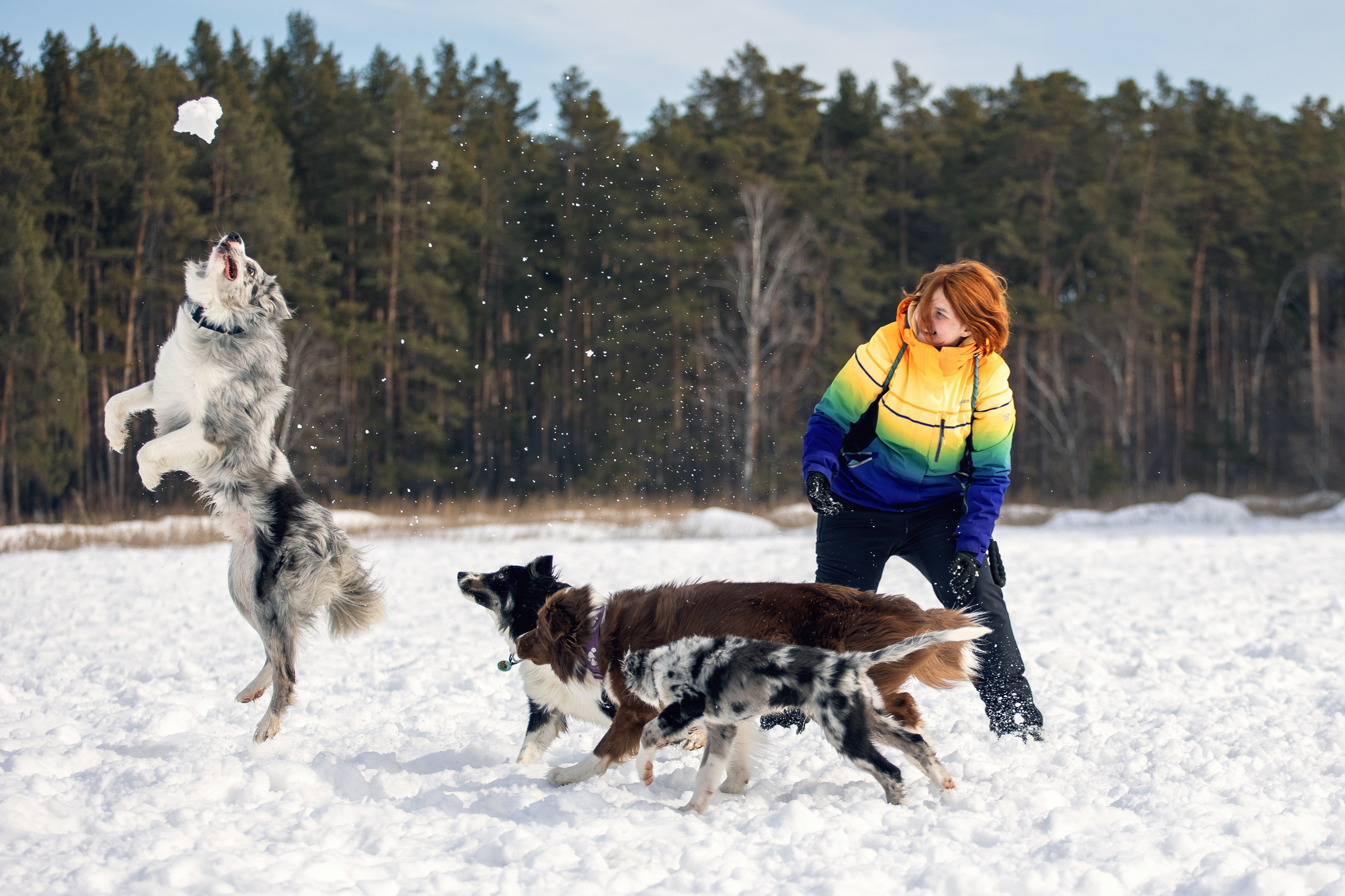 В погоне за снежком…. YULA KOLESOVA | Фотограф — Анималист | Художник | Тюмень