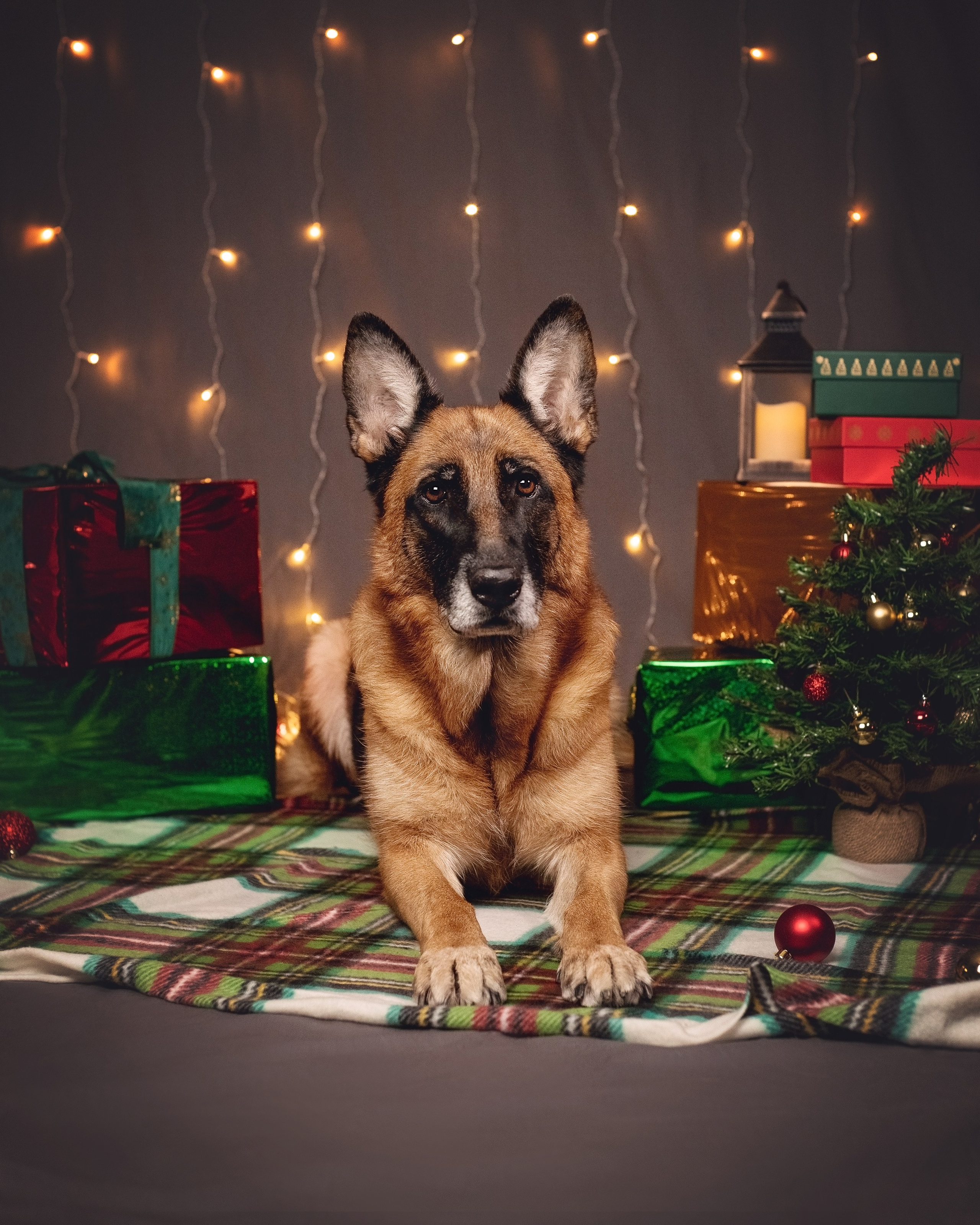 Новогодний. YULA KOLESOVA | Фотограф — Анималист | Художник | Тюмень