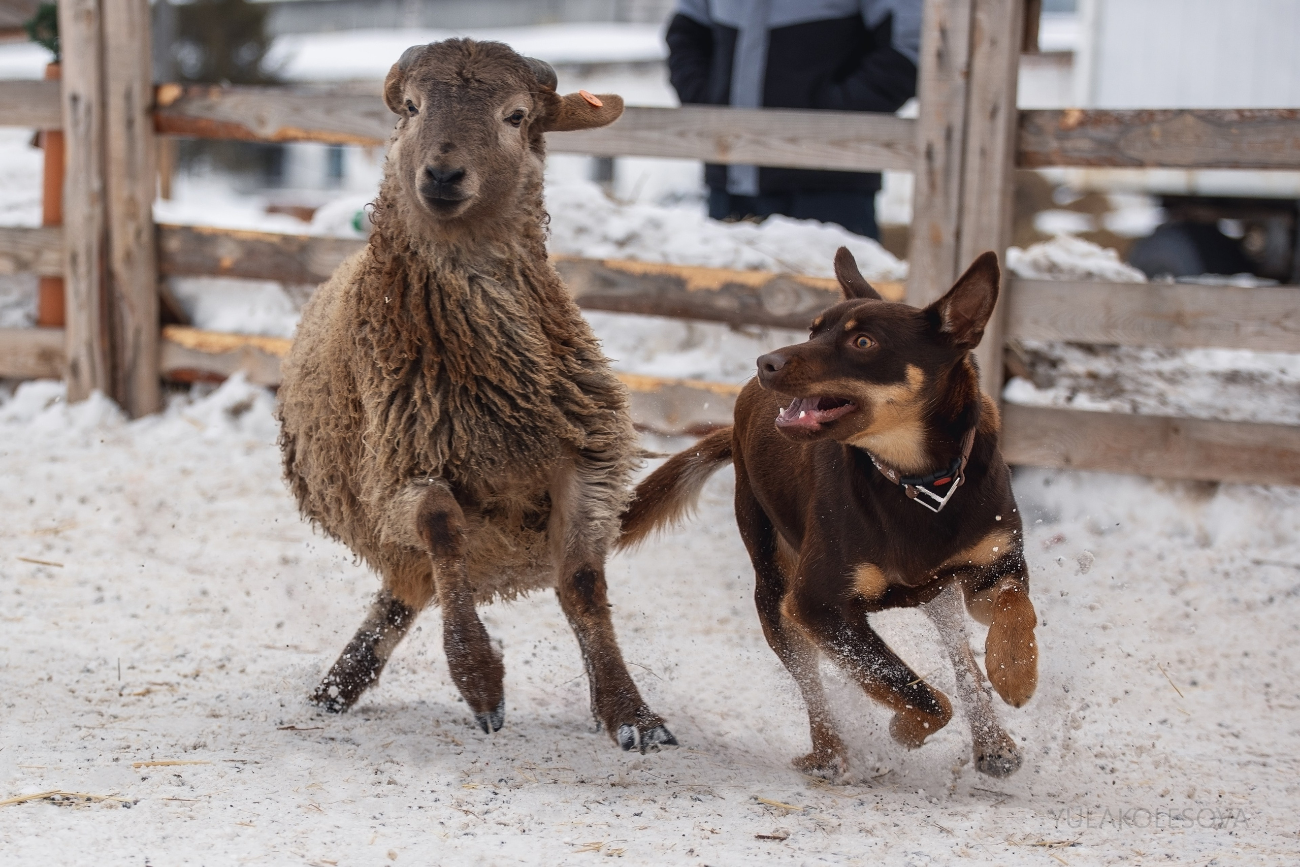 Алиса и Вегас. YULA KOLESOVA | Фотограф — Анималист | Художник | Тюмень