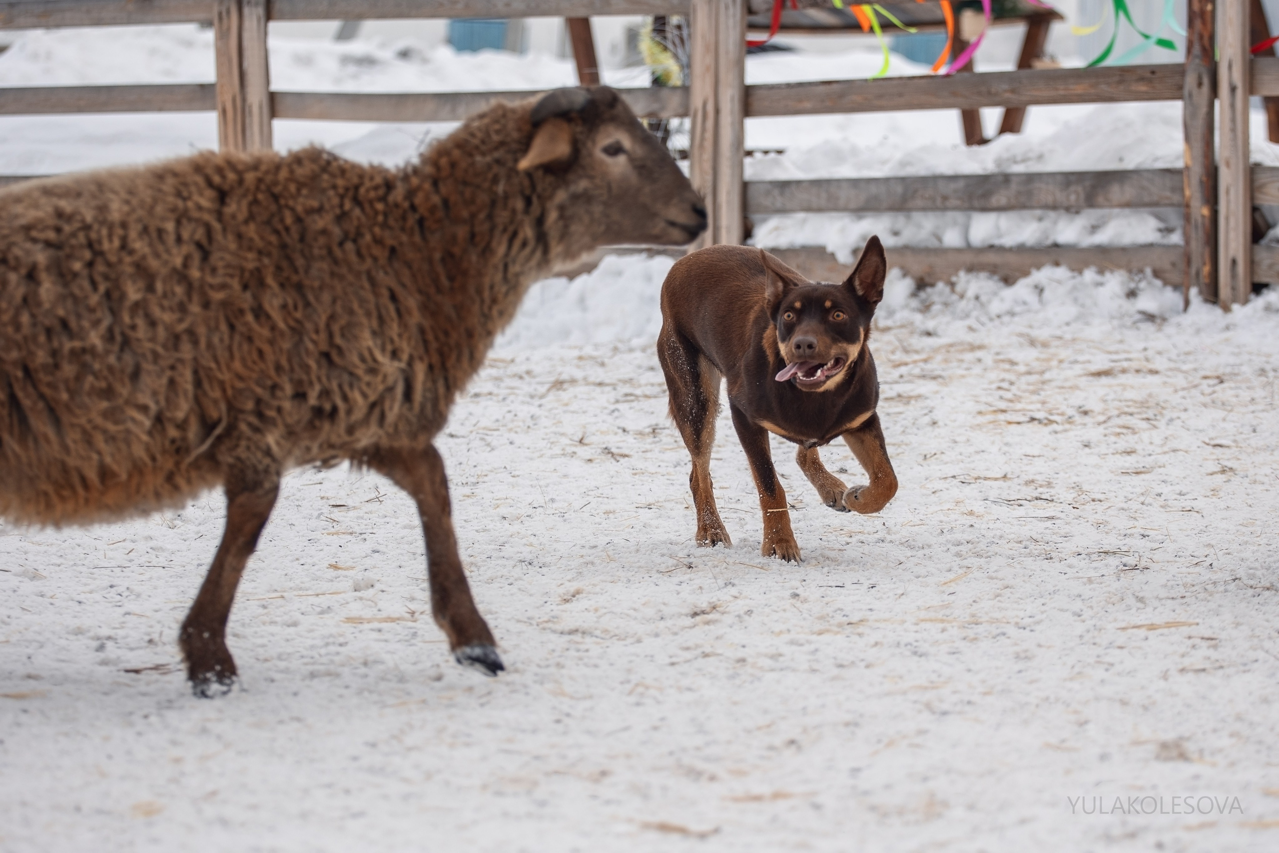 Алиса и Вегас. YULA KOLESOVA | Фотограф — Анималист | Художник | Тюмень