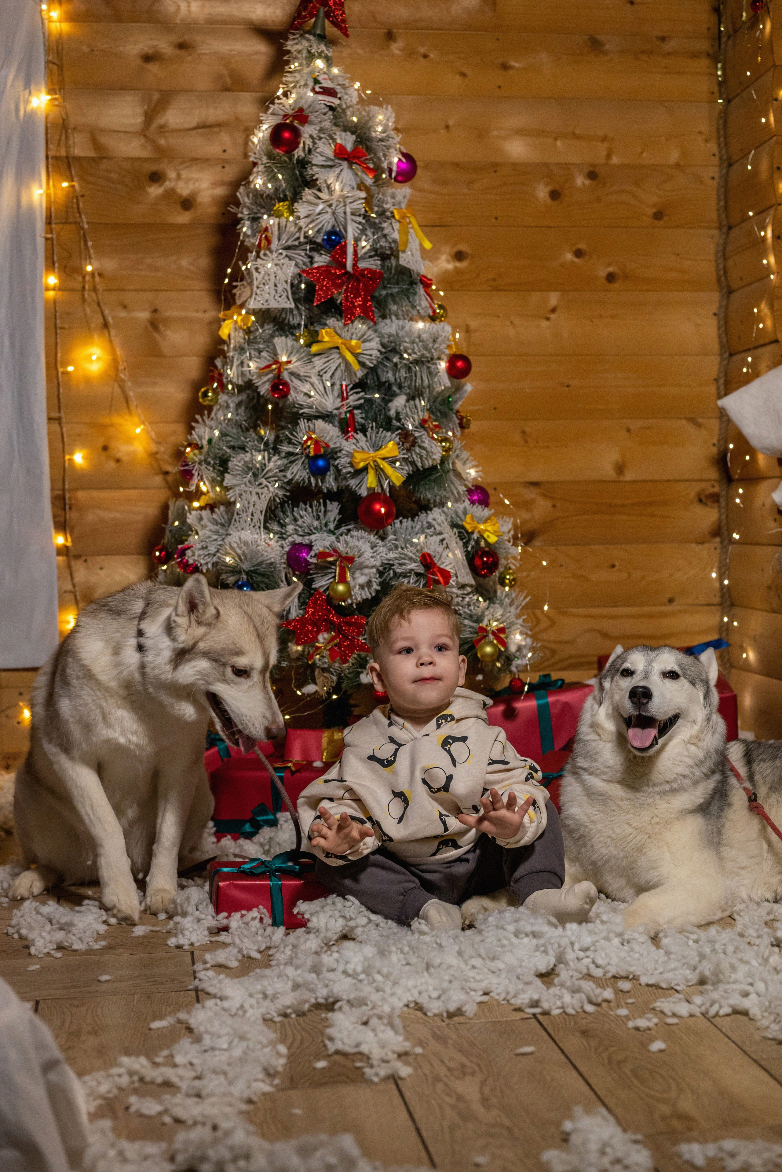 Фотопроект с хаски 2024 г. Фотограф в городе Салават
