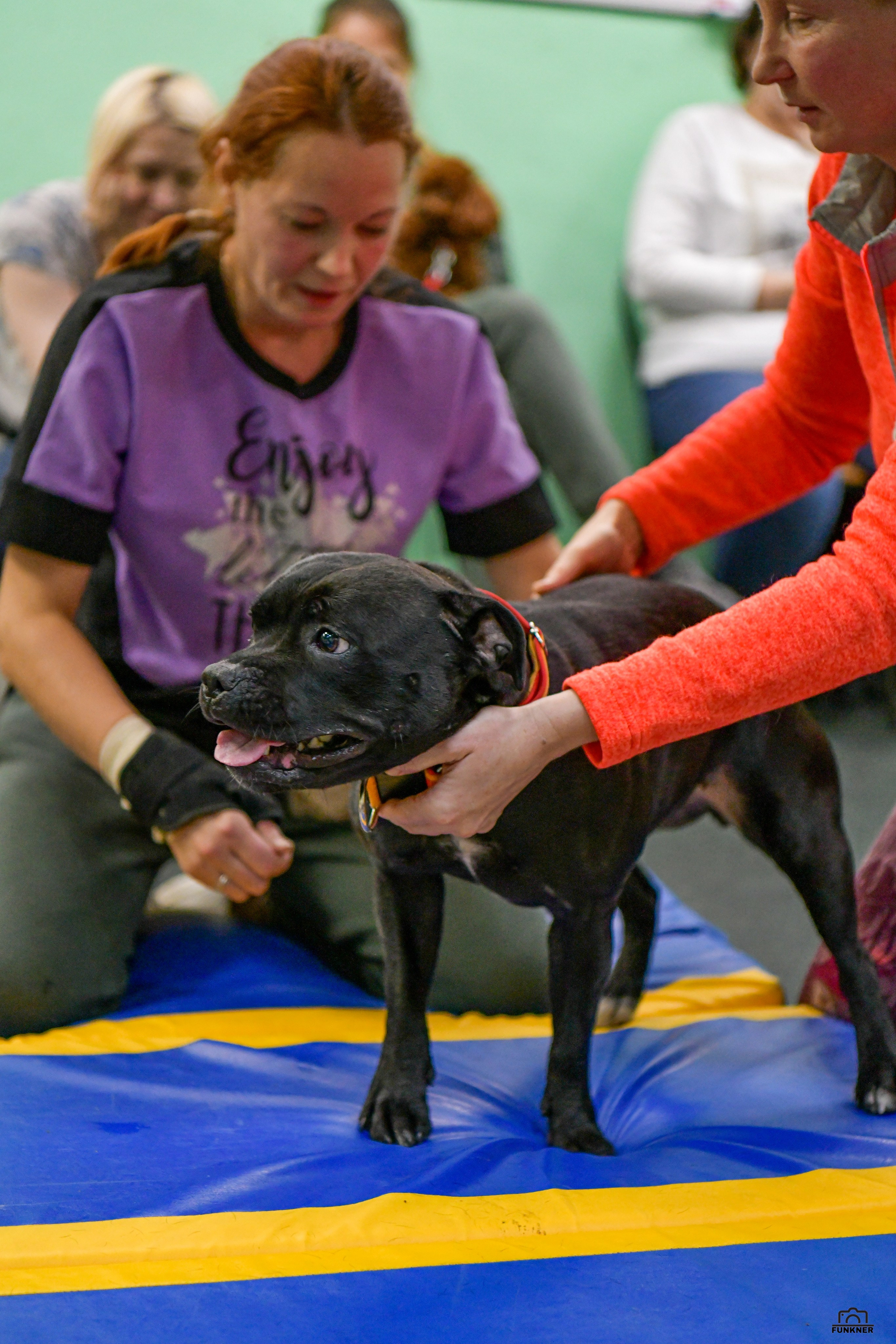 Кинологический клуб «Бодрый хвост». Свой взгляд через объектив
