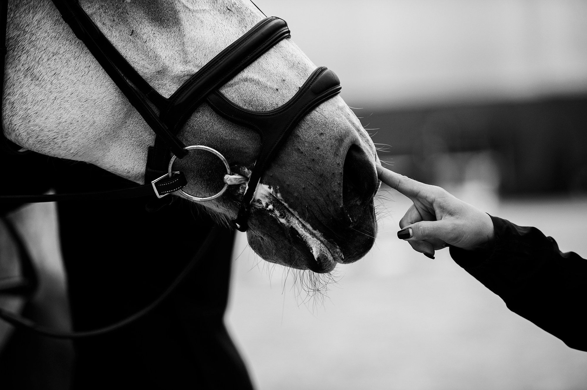 Голден. Конный фотограф Alesya Safe