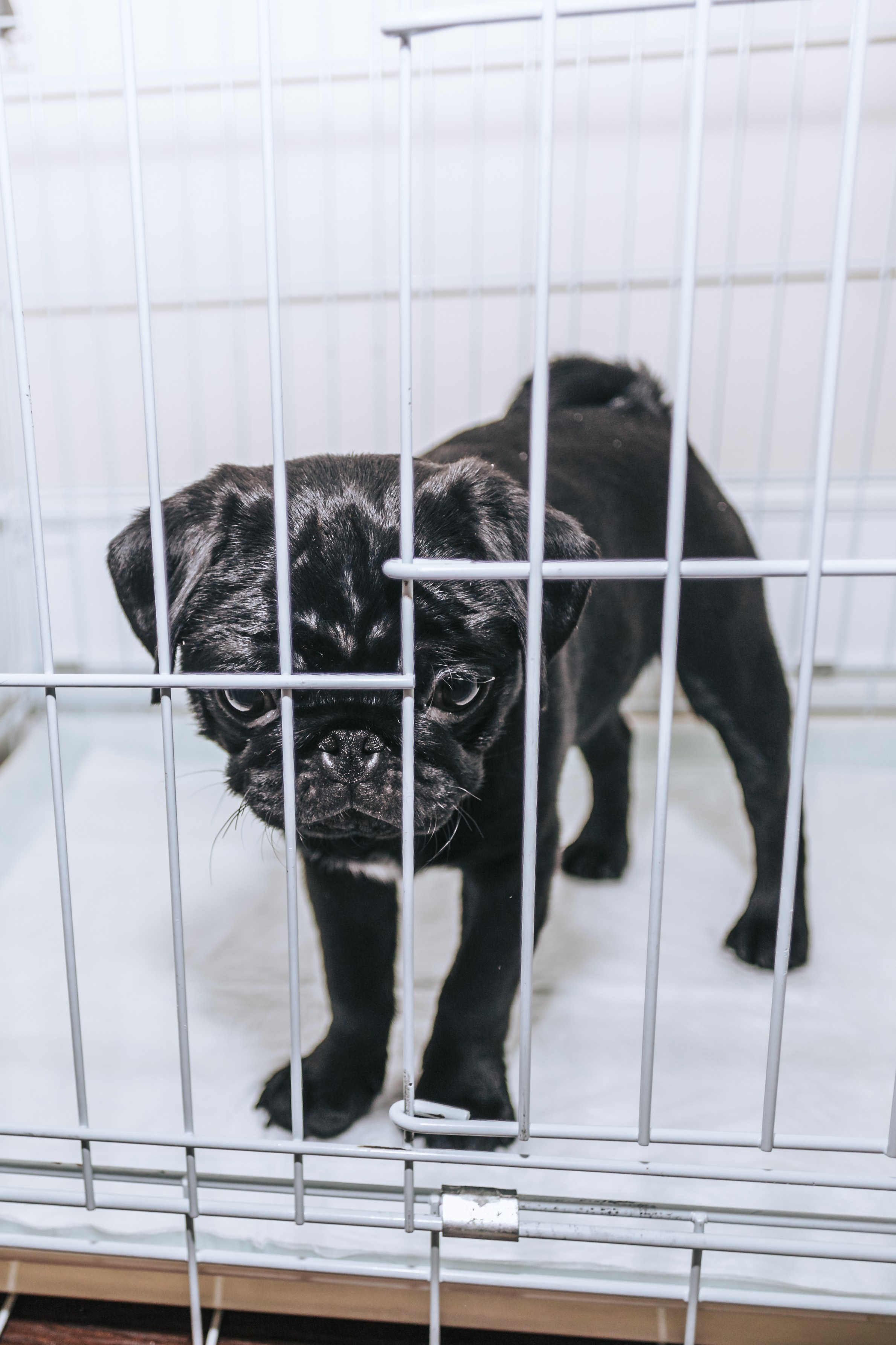 Домашняя фотосессия Оли и двух ее мопсов. Фотограф-анималист Татьяна Степанова