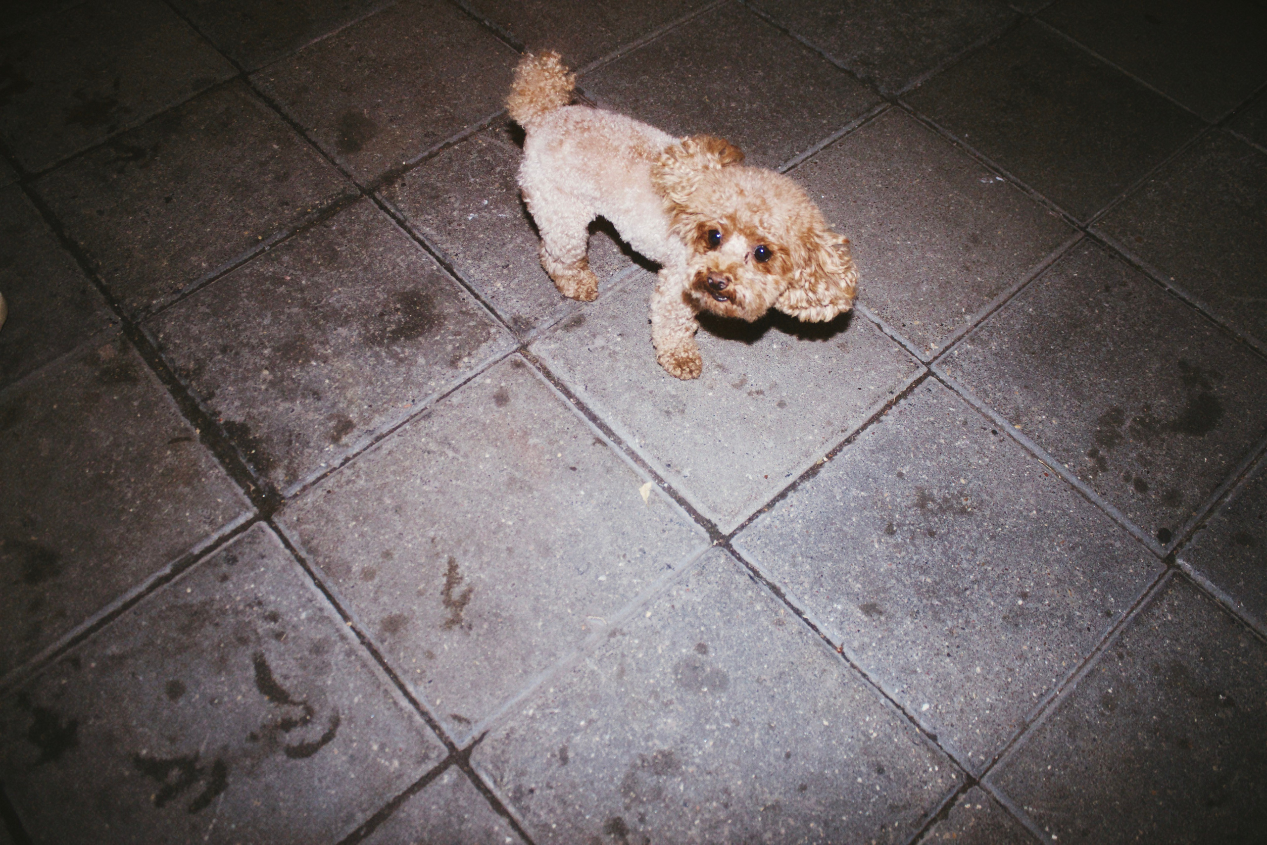 Съемка мерча MASHUPBLE. Концертный и портретный фотограф в Москве Соня Спросонья