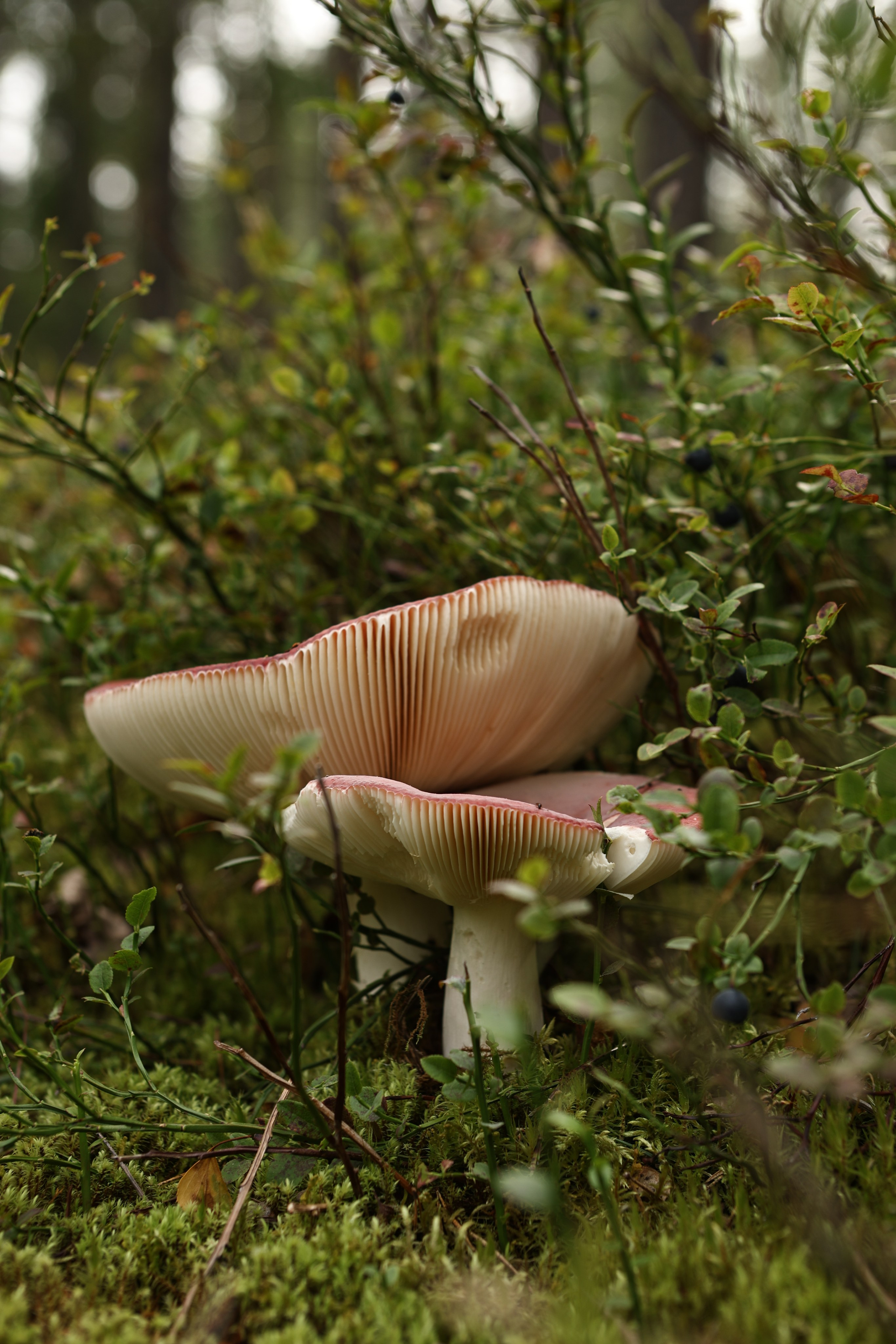 Travel. Индивидуальная и семейная съёмка. Москва, Наталья Самохвалова