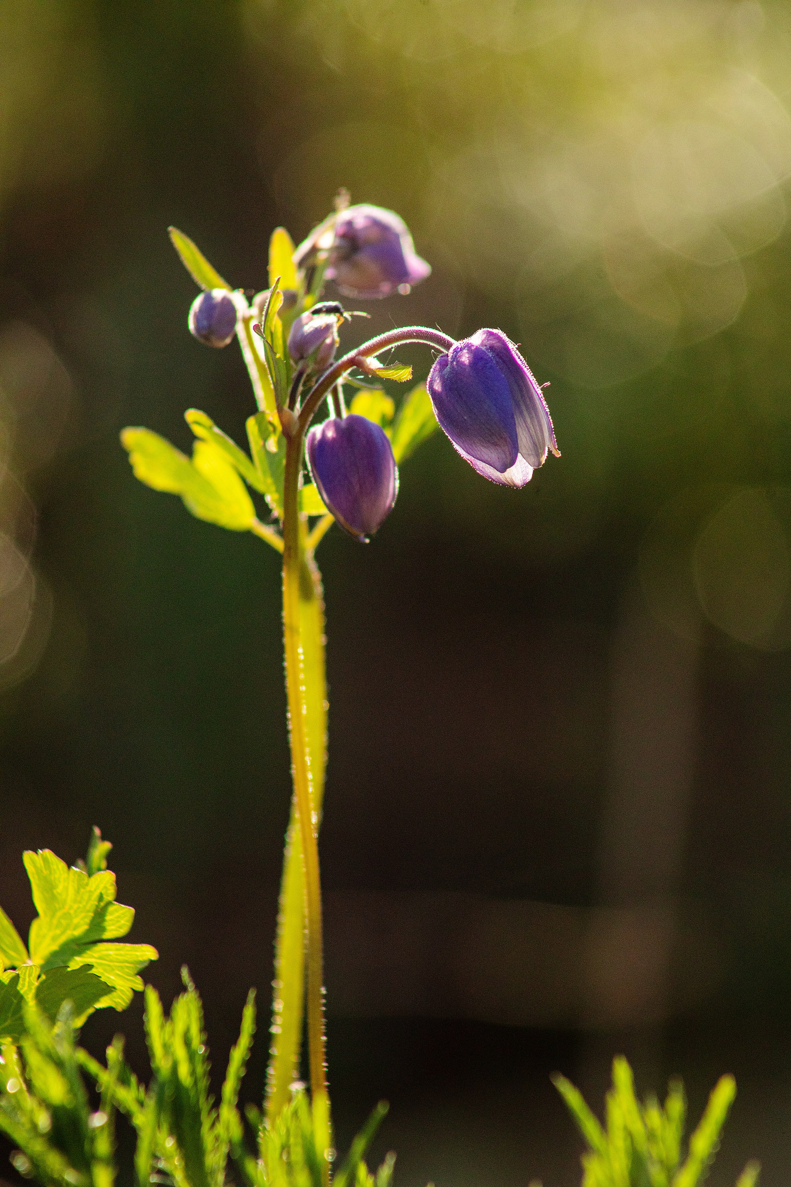 Пейзажная съемка. Фотограф в Саяногорске, Абакане Владимир Воробьев