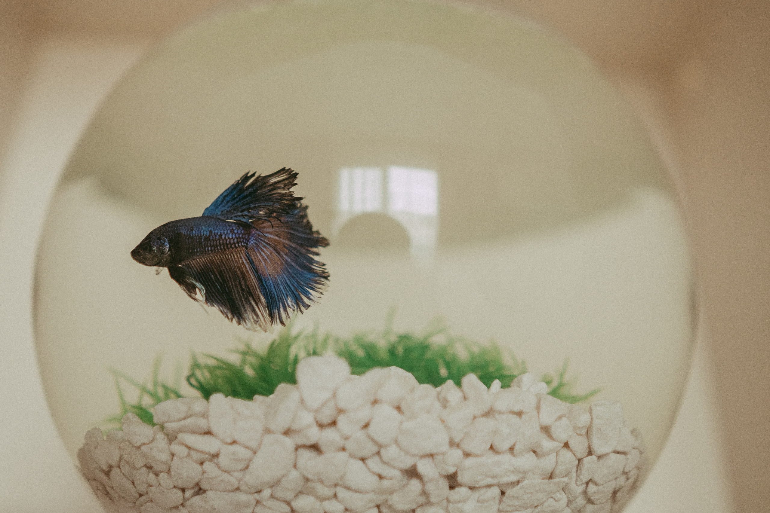 Семья Девляшовых. Свадебный и семейный фотограф в Абакане Василевский Алексей