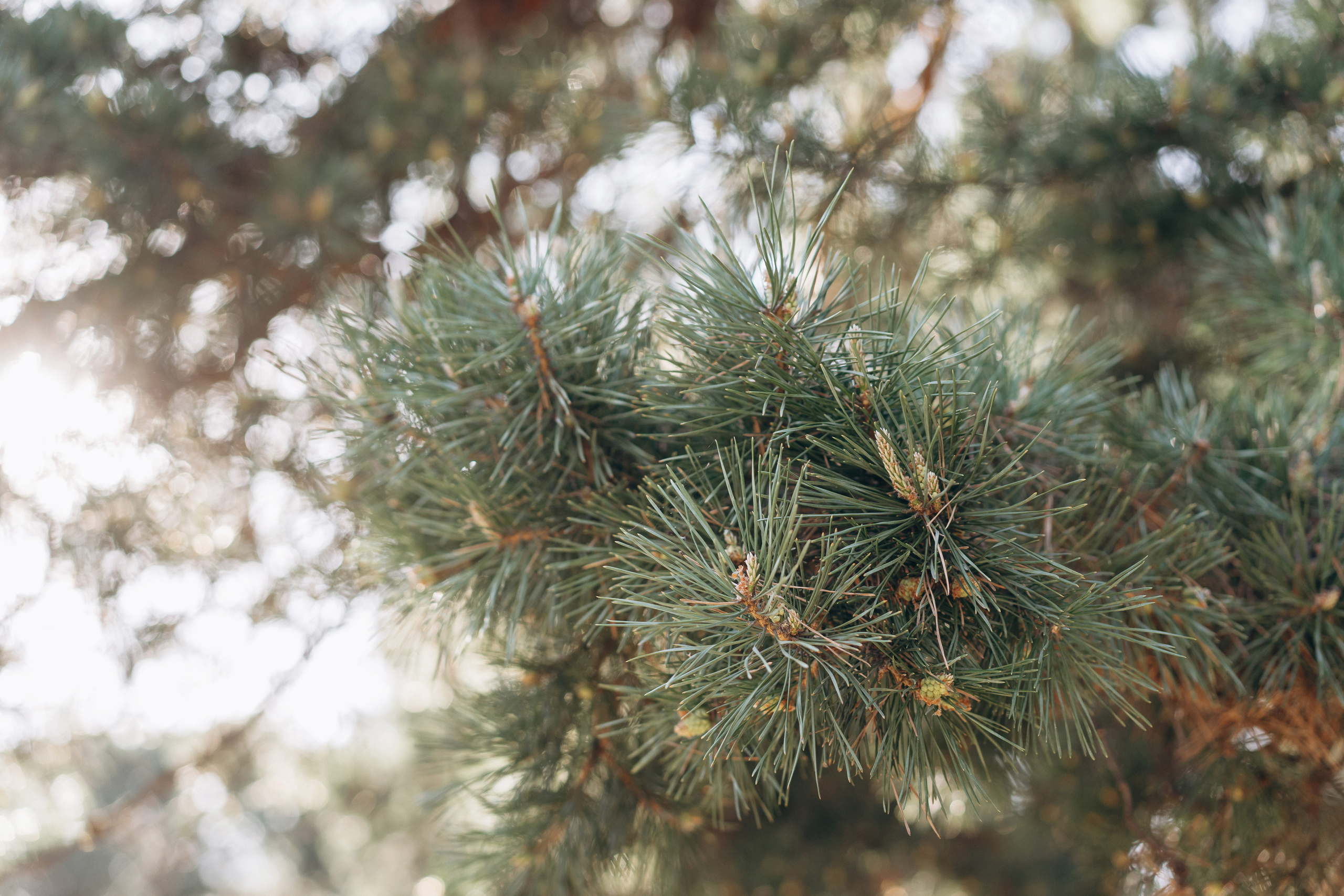Семья Девляшовых. Свадебный и семейный фотограф в Абакане Василевский Алексей