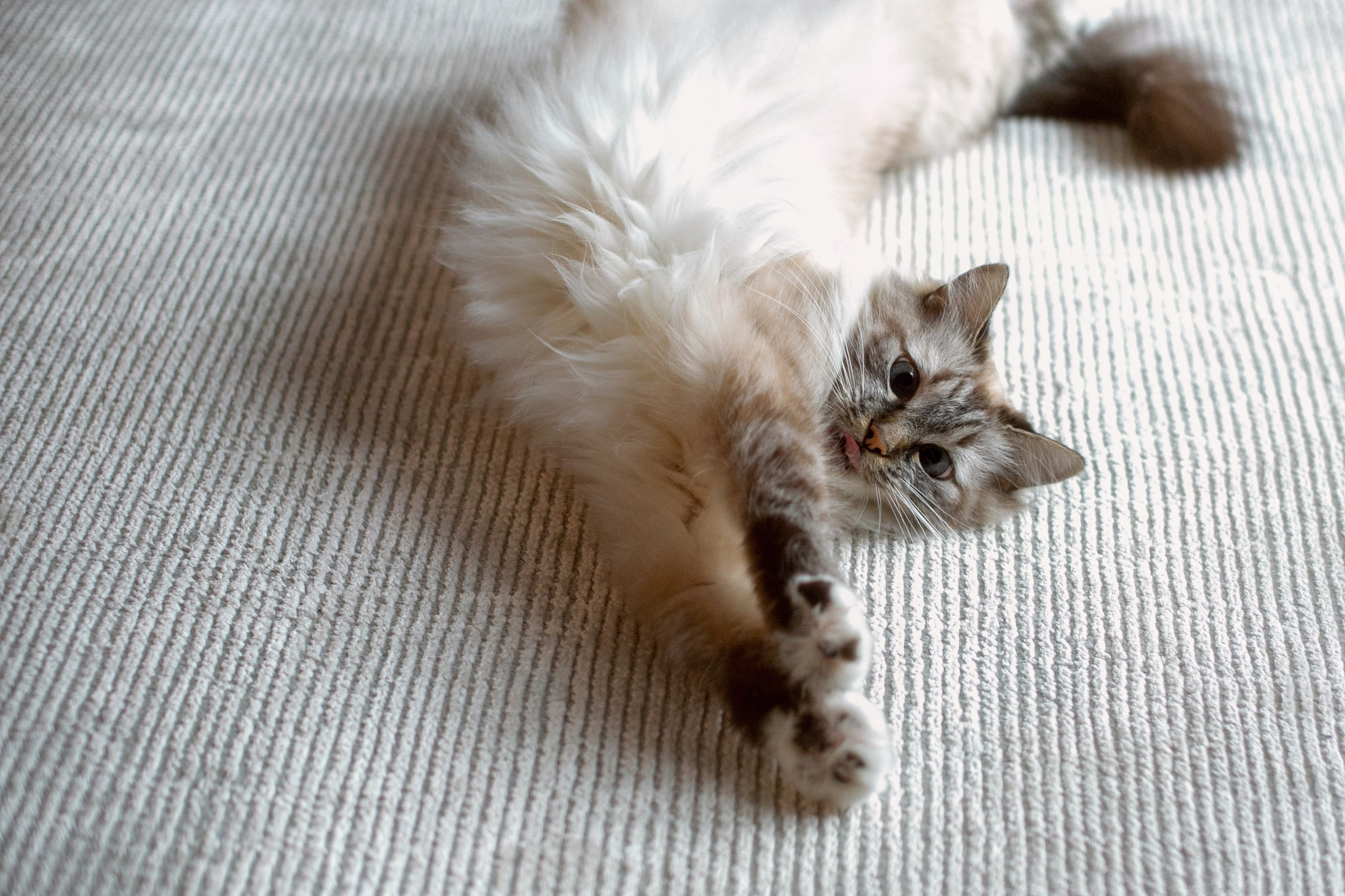 фотосессия дома, домашняя фотосессия, фотосессия с детьми, фотограф Ростов, семейный фотограф Ростов, семейный фотограф в Ростове, фотосессия Ростов, фотосессия в Ростове, фотосессия Ростов-на-Дону, фотограф Ростов-на-Дону