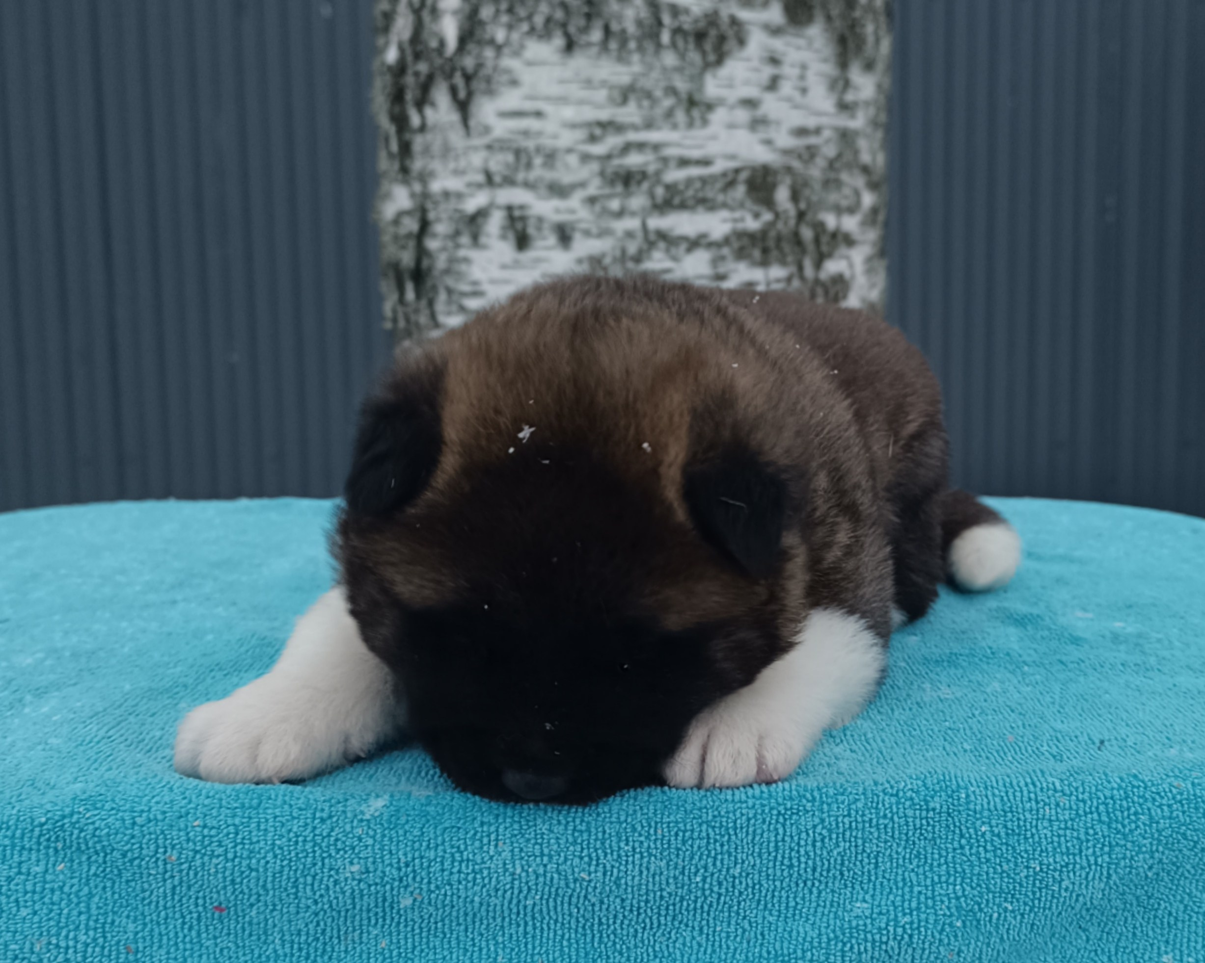 Американская акита  щенки питомник Санкт-Петербург клубные щенки Американская акита питомник RUBYLIGHT Рубилайт купить щенка американской акиты