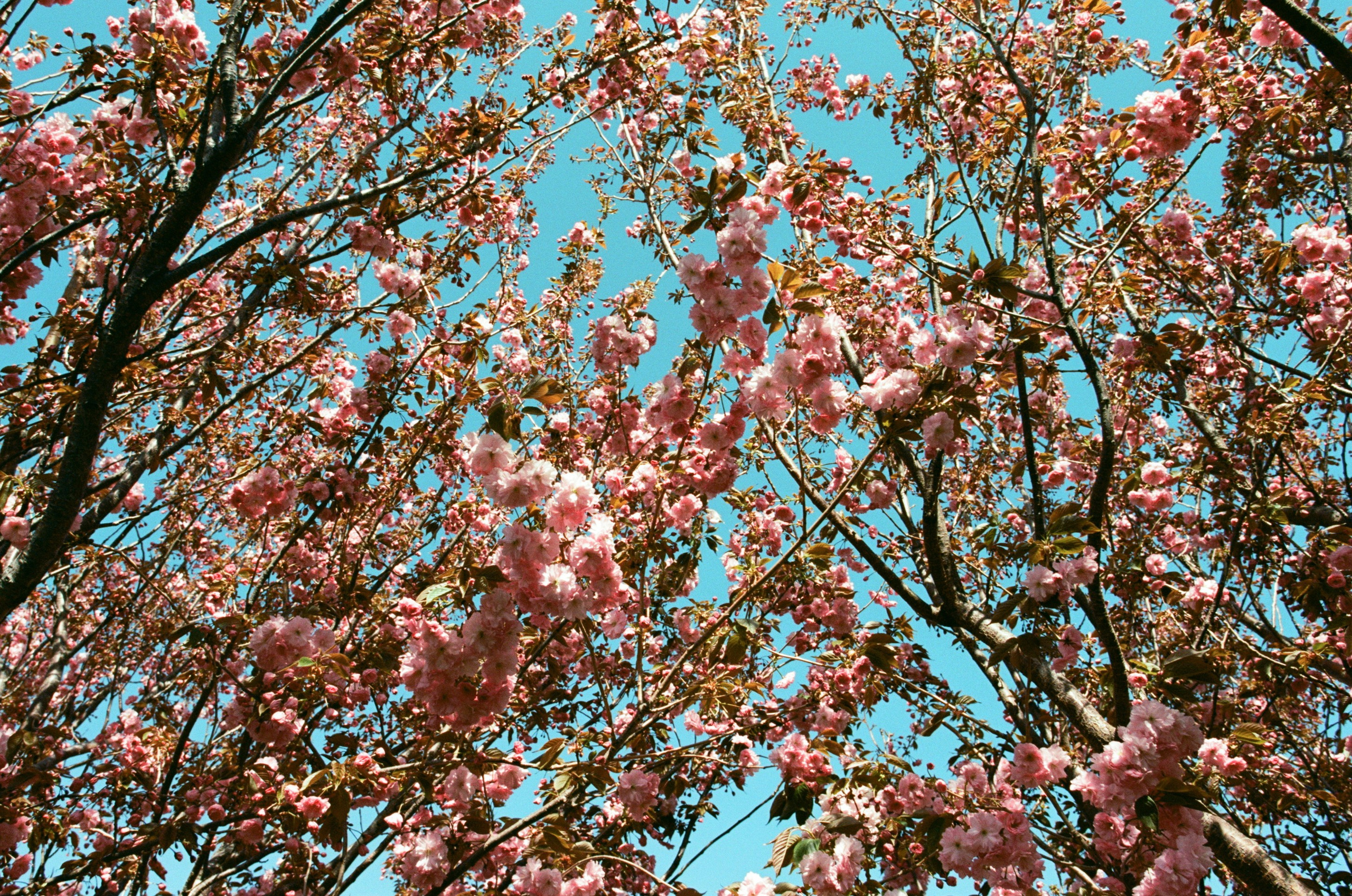Sakura blues // ukraine, crimea VI. EVER EXPOSED