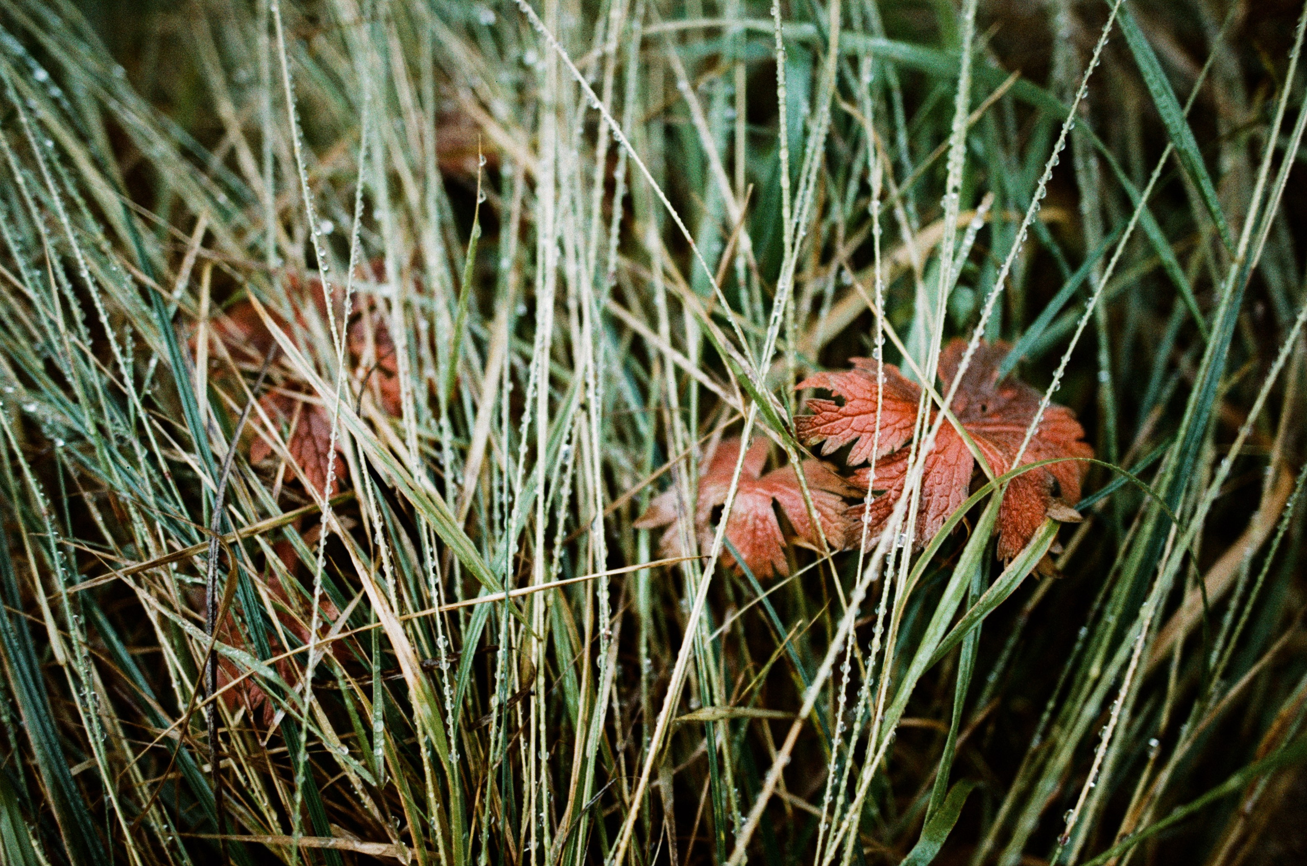 Wasted // italy, dolomites II. EVER EXPOSED