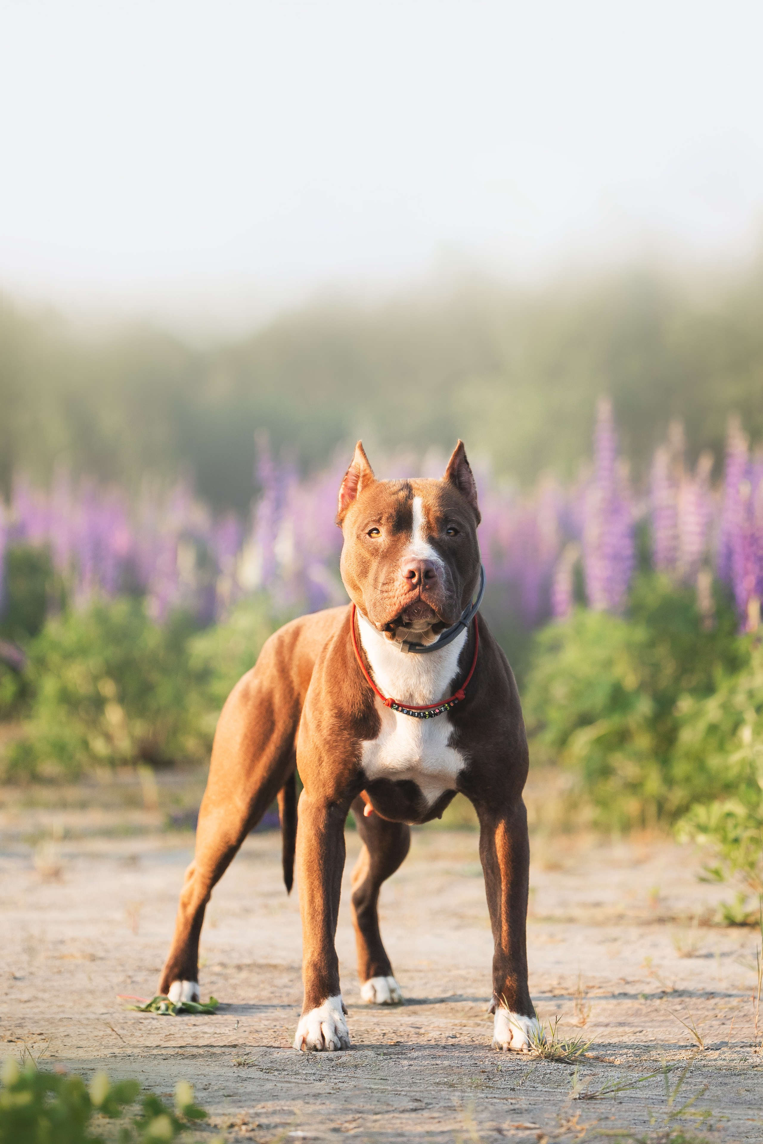 Фотопрогулки. Фотограф для людей и их питомцев Вика Шальнева