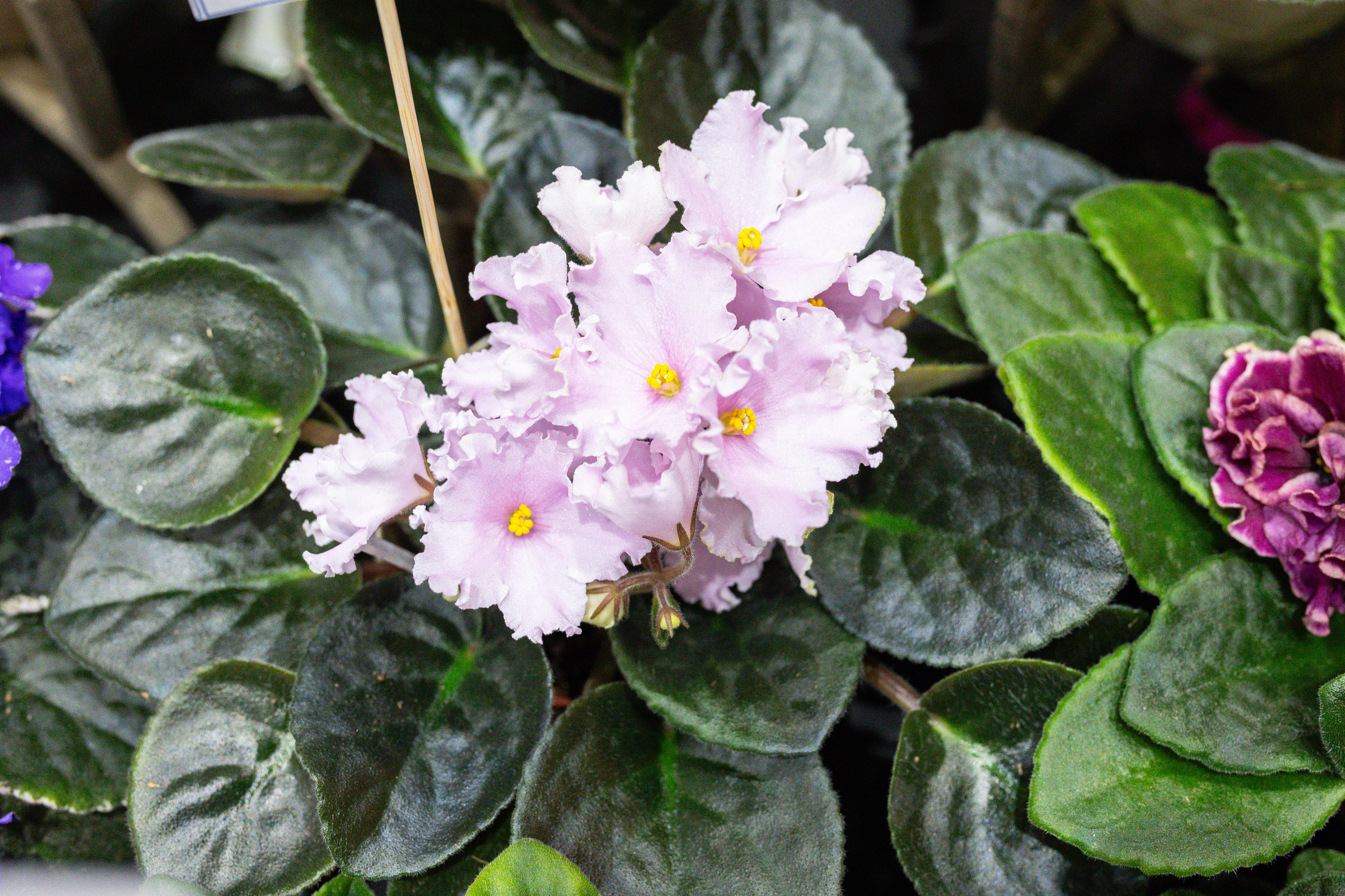 Монстериум 11–12 октября. Александра Куликова фотограф, Москва