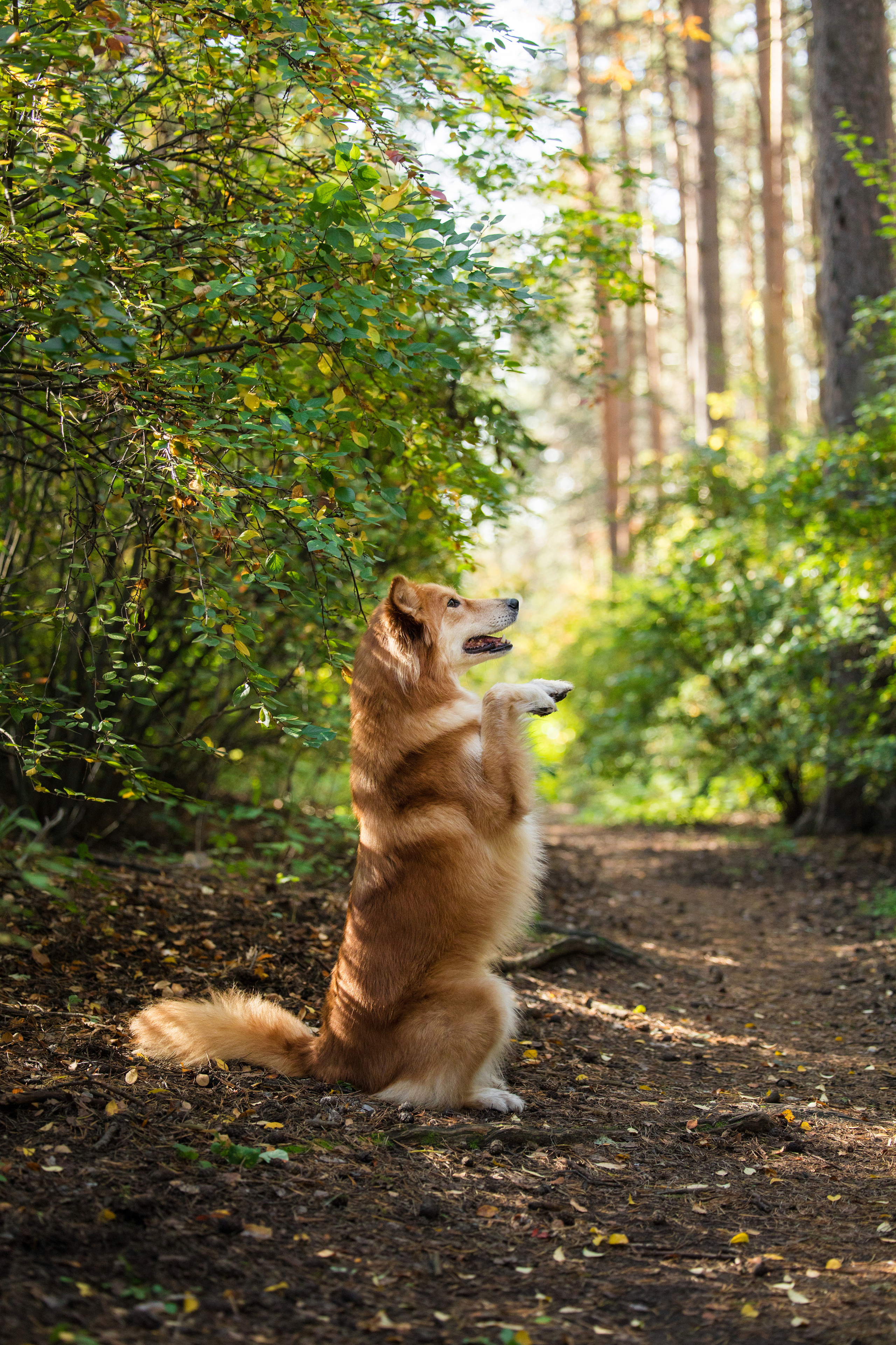 Портфолио. Фотограф-анималист в Екатеринбурге Марина Шишкина