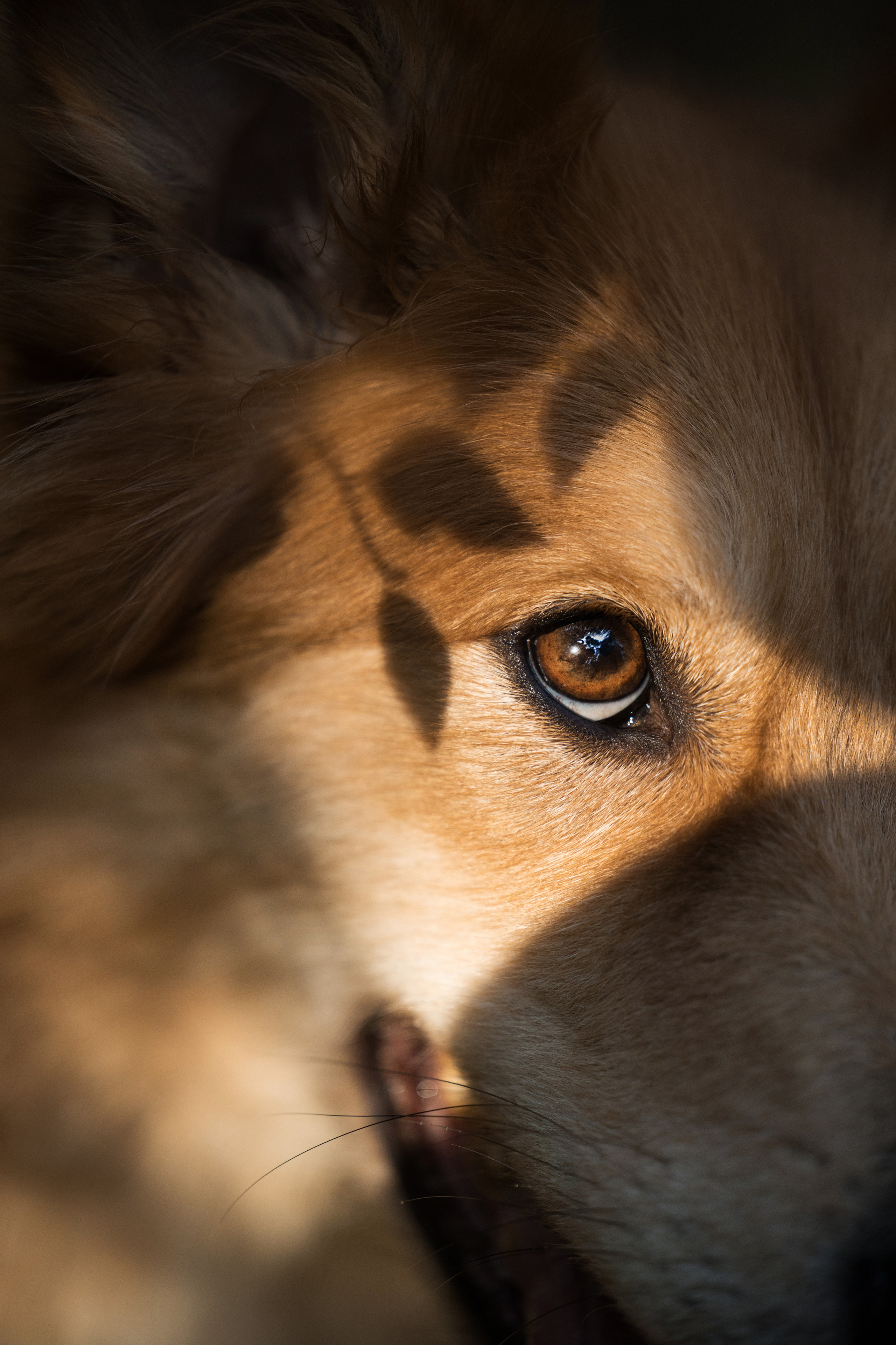 Портфолио. Фотограф-анималист в Екатеринбурге Марина Шишкина